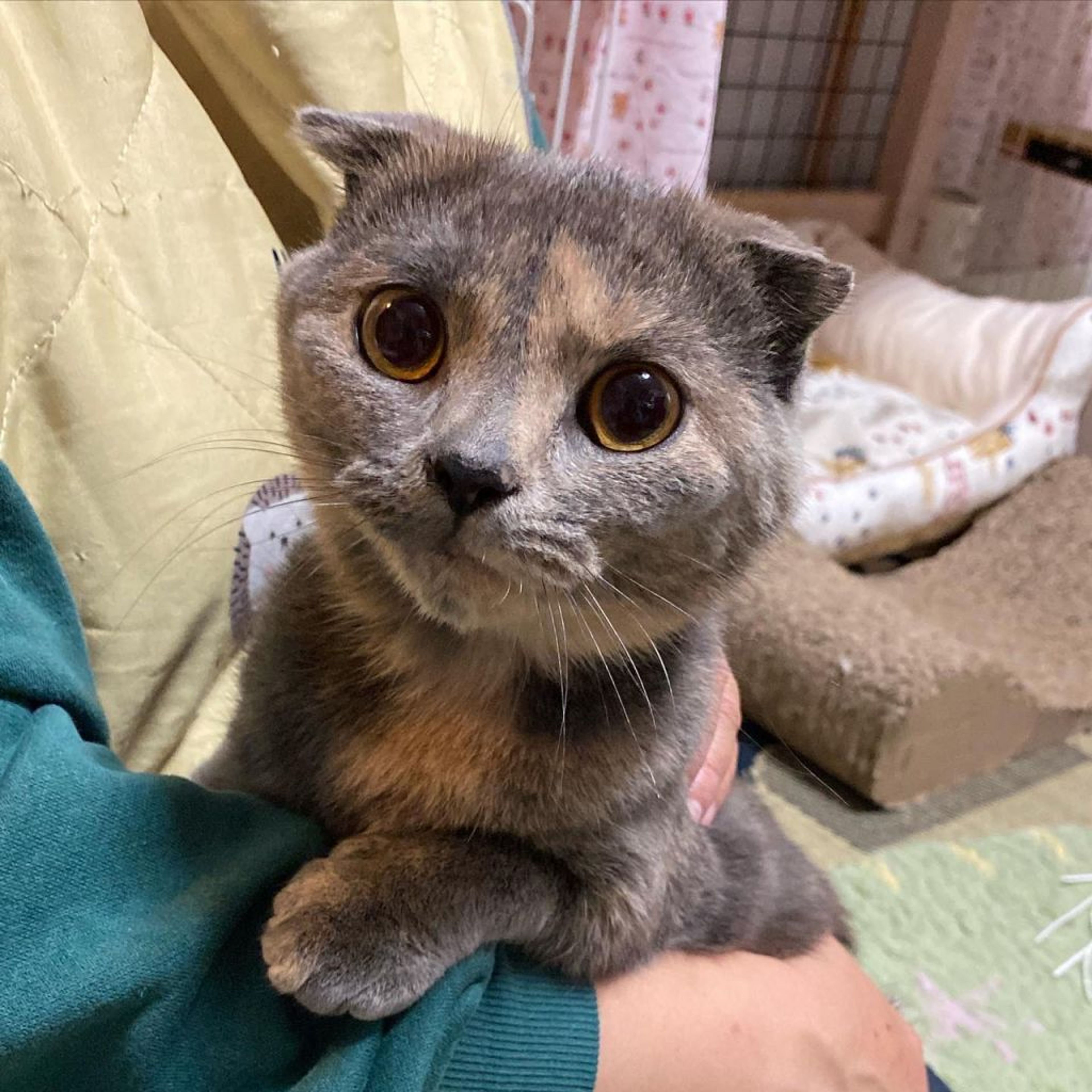 pet-image-3