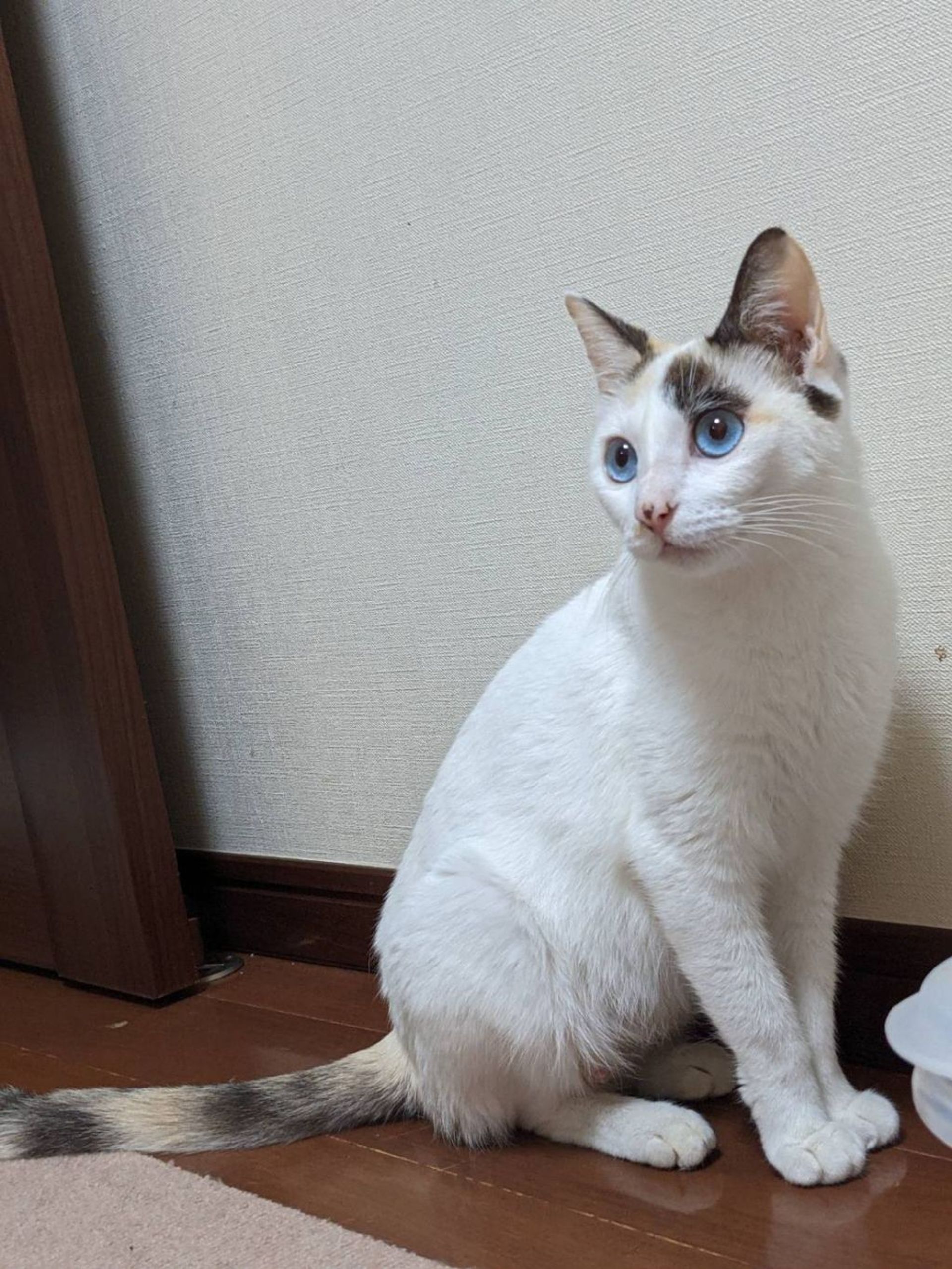 雑種（ミックス猫）・メスの里親募集の写真