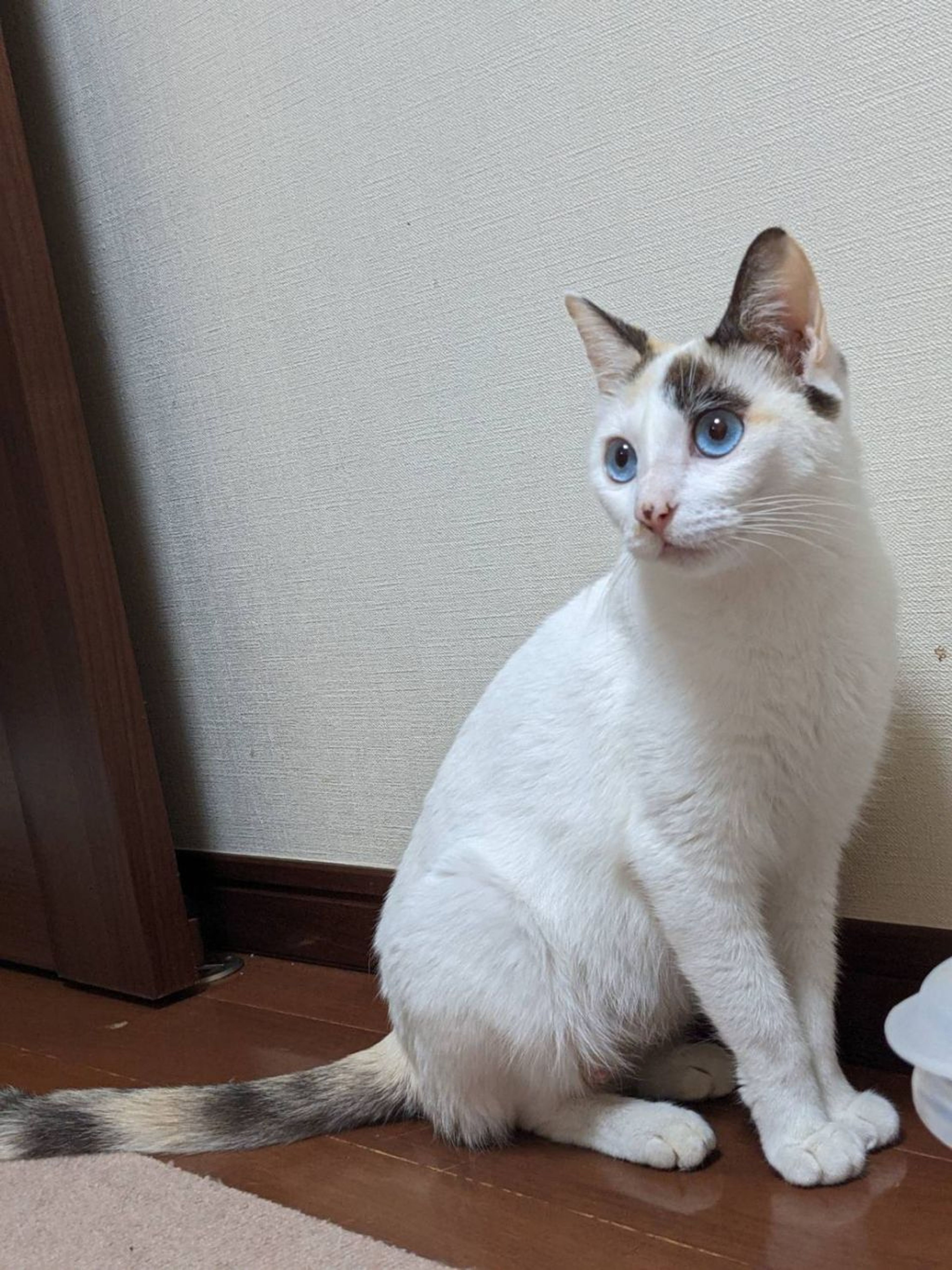 雑種（ミックス猫）・メスの里親募集の写真