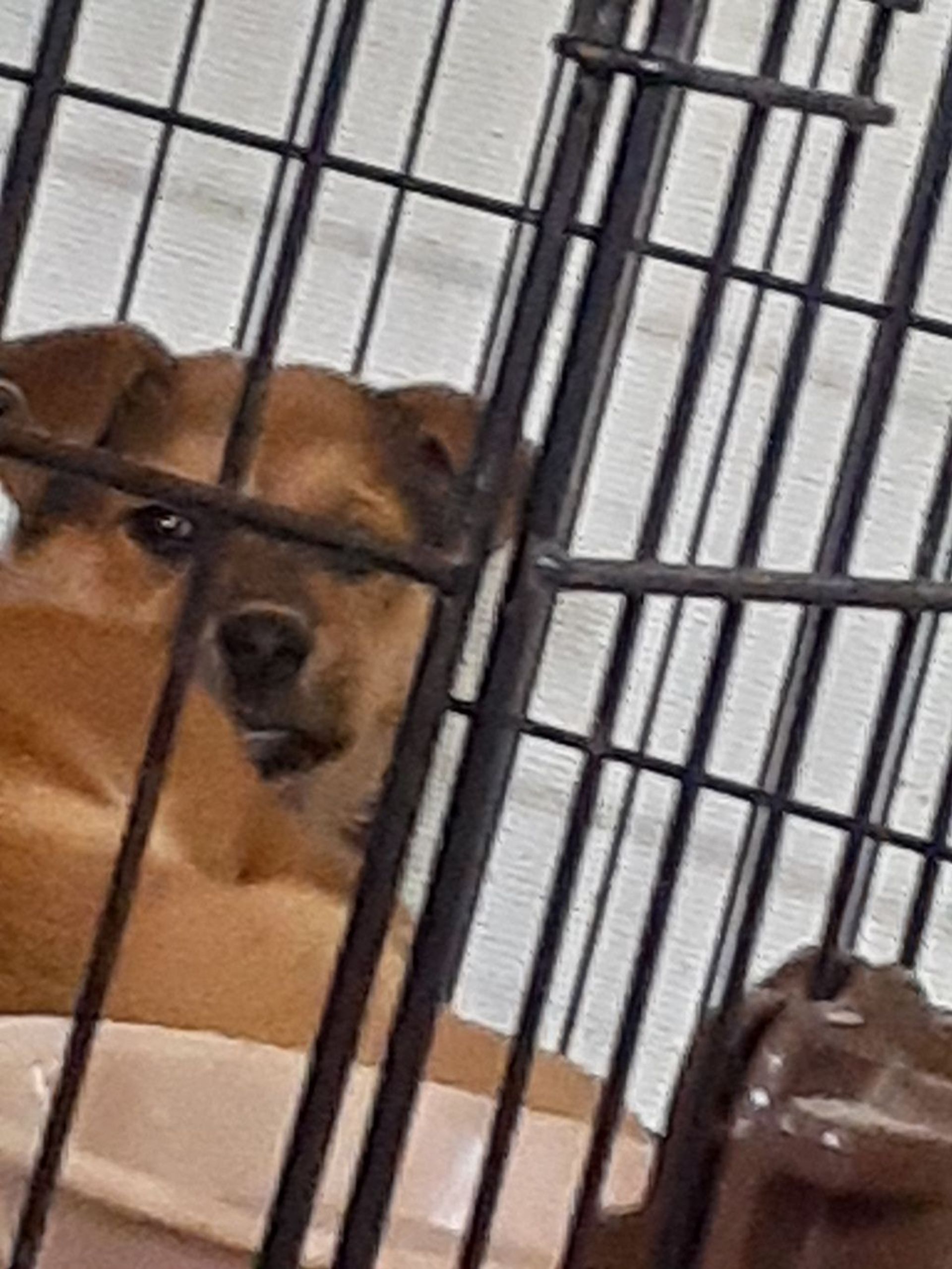 雑種（ミックス犬）・オスの里親募集の写真