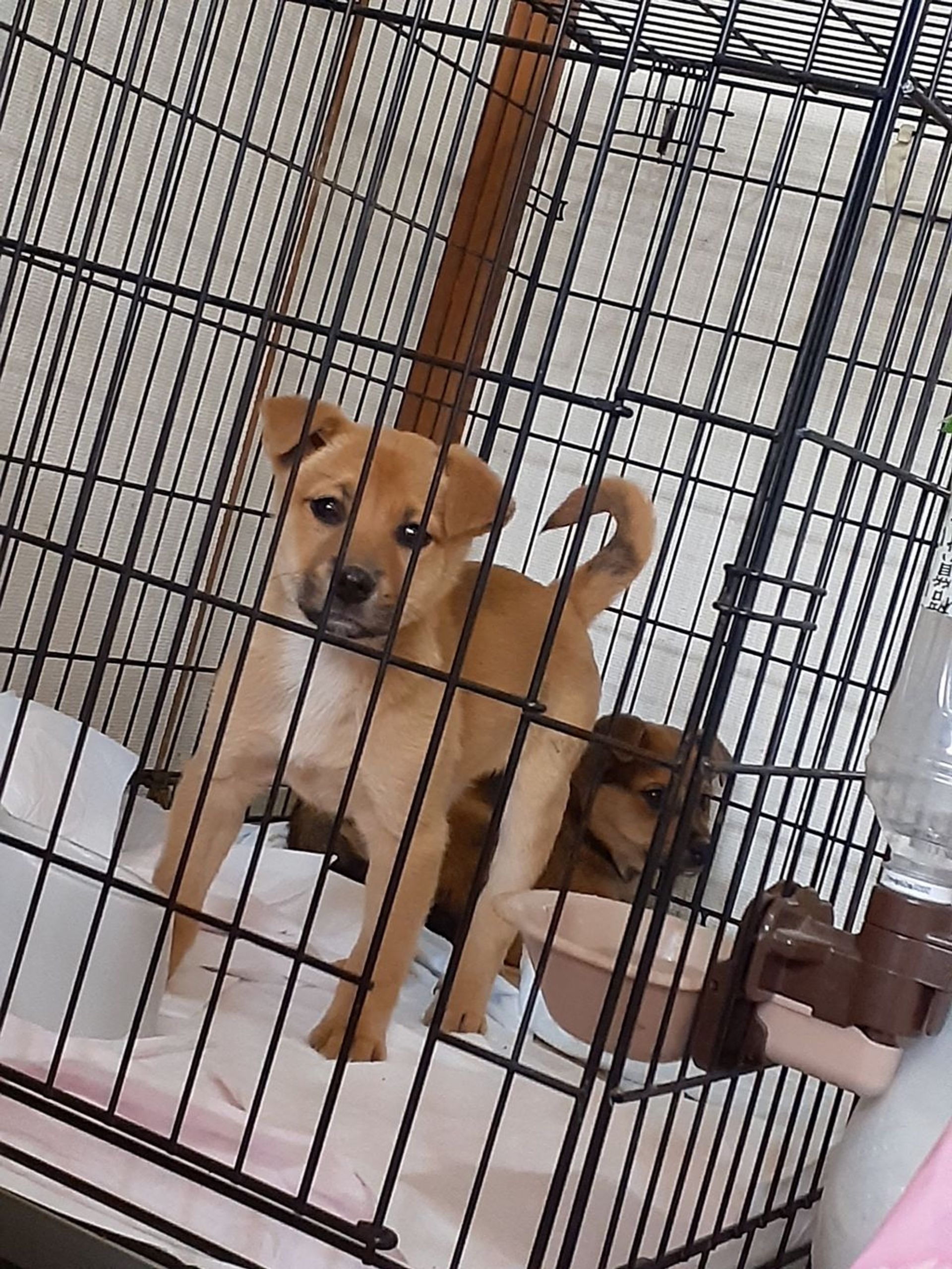 雑種（ミックス犬）・メスの里親募集の写真