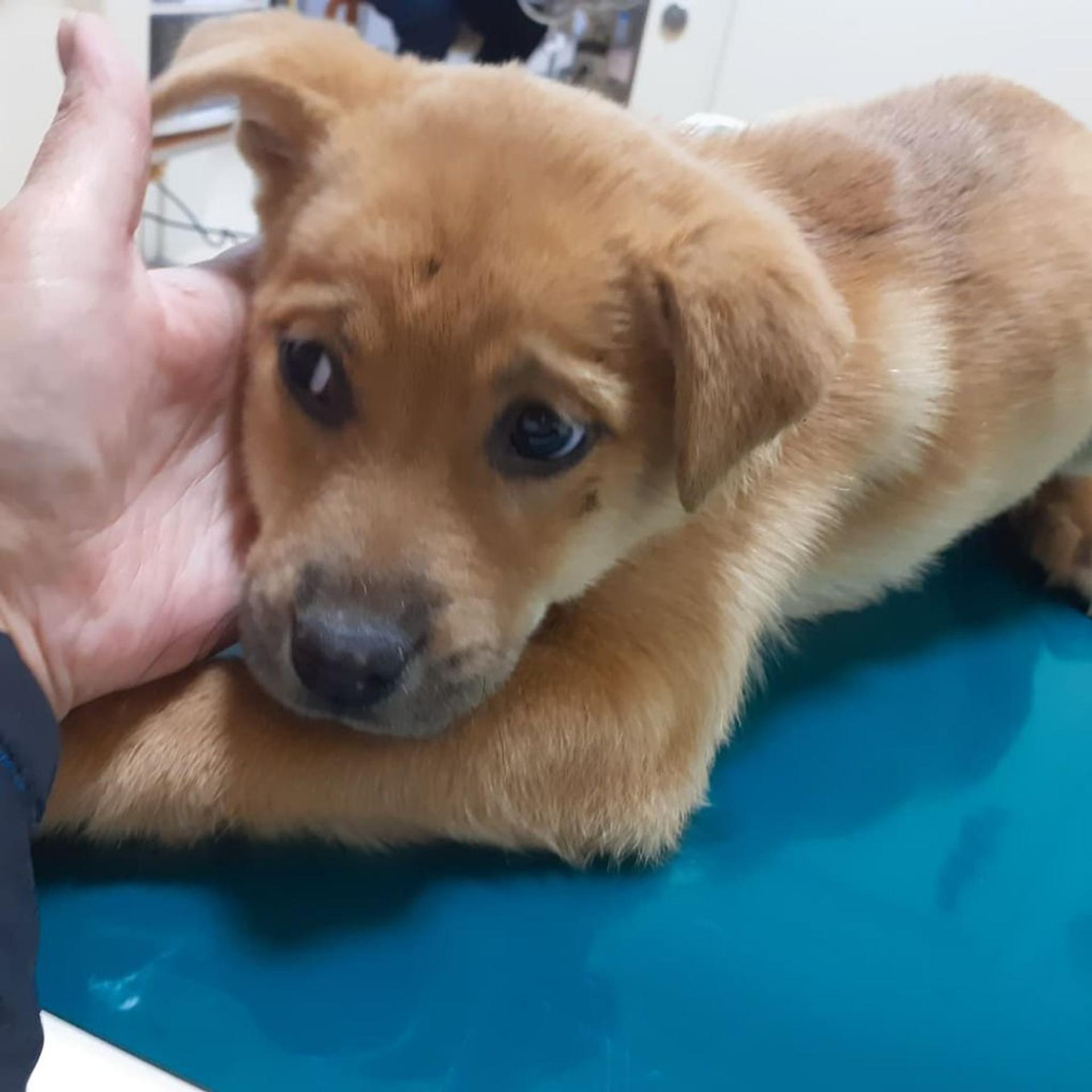 pet-image-2