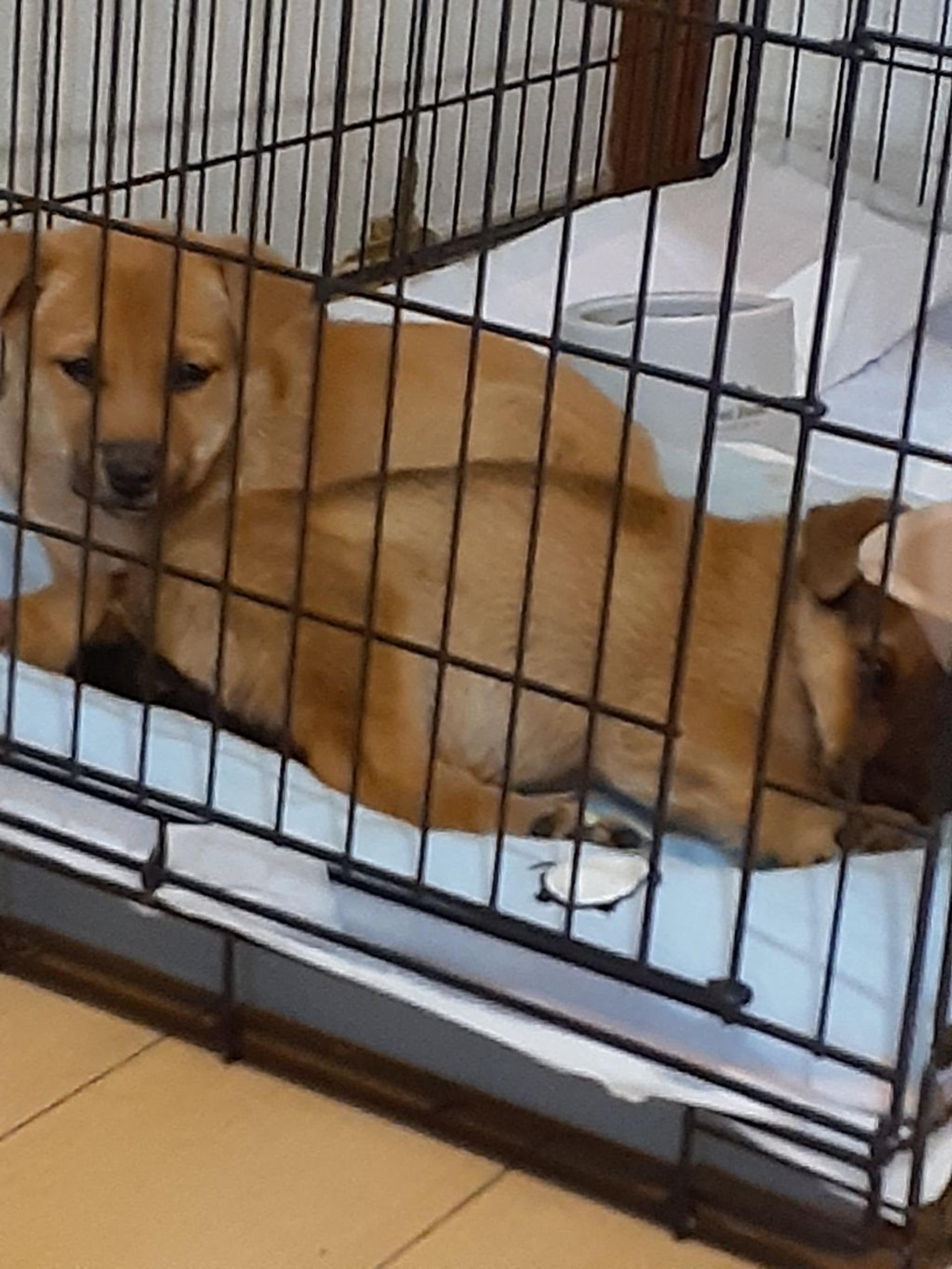 pet-image-3