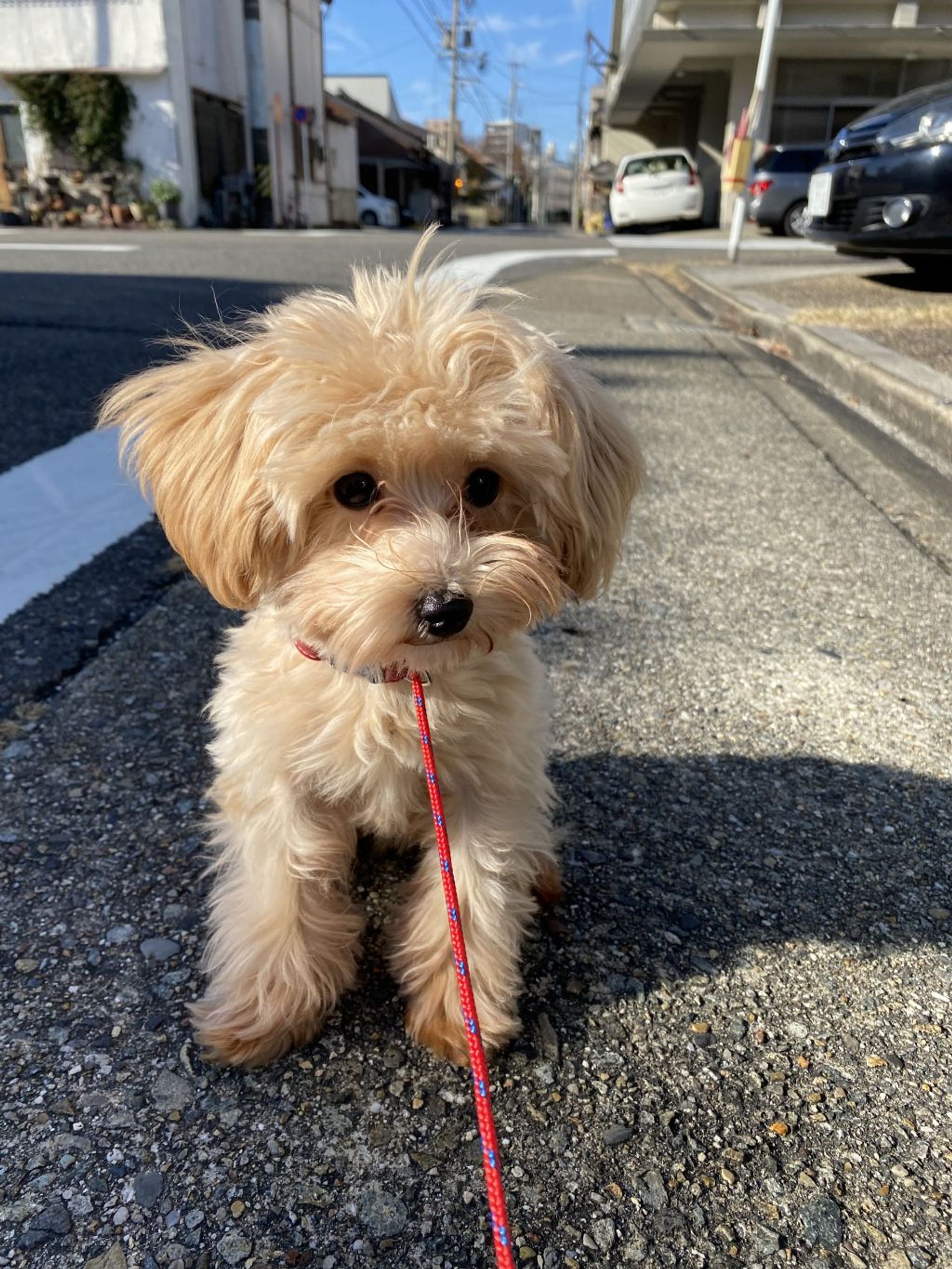 雑種（ミックス犬）・オスの里親募集の写真