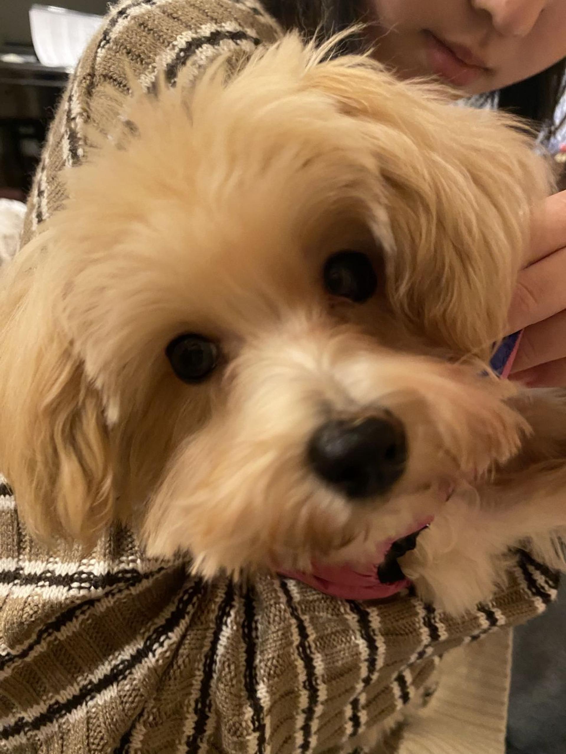 pet-image-2