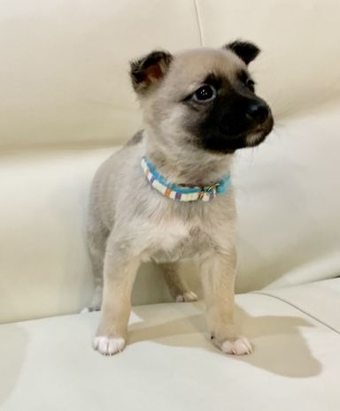 MIX犬のきびちゃん