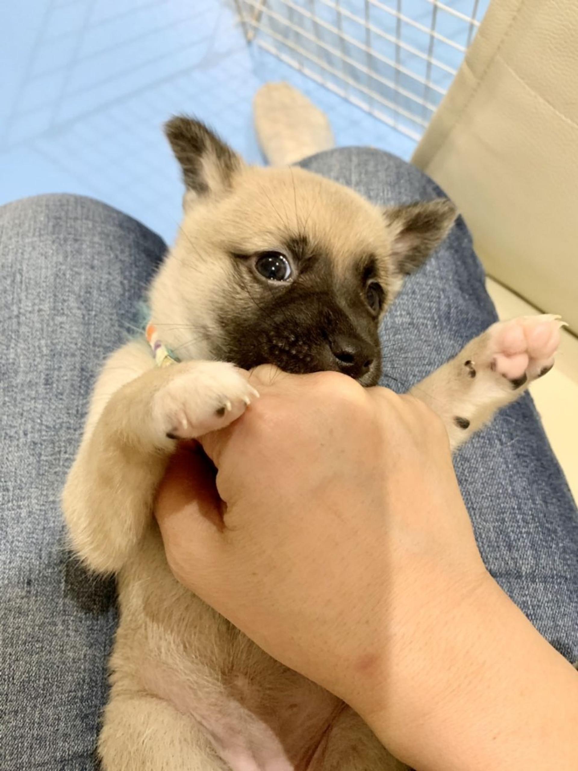 pet-image-2