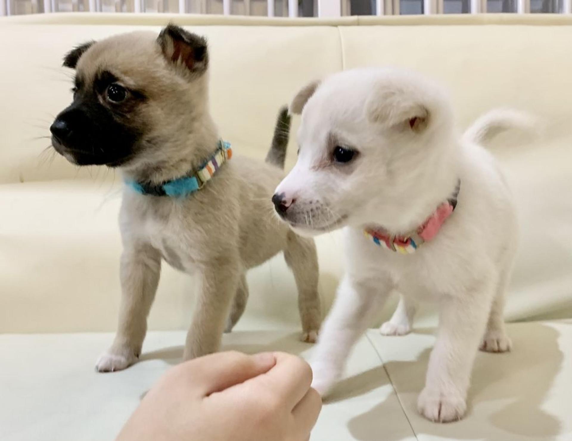 pet-image-4