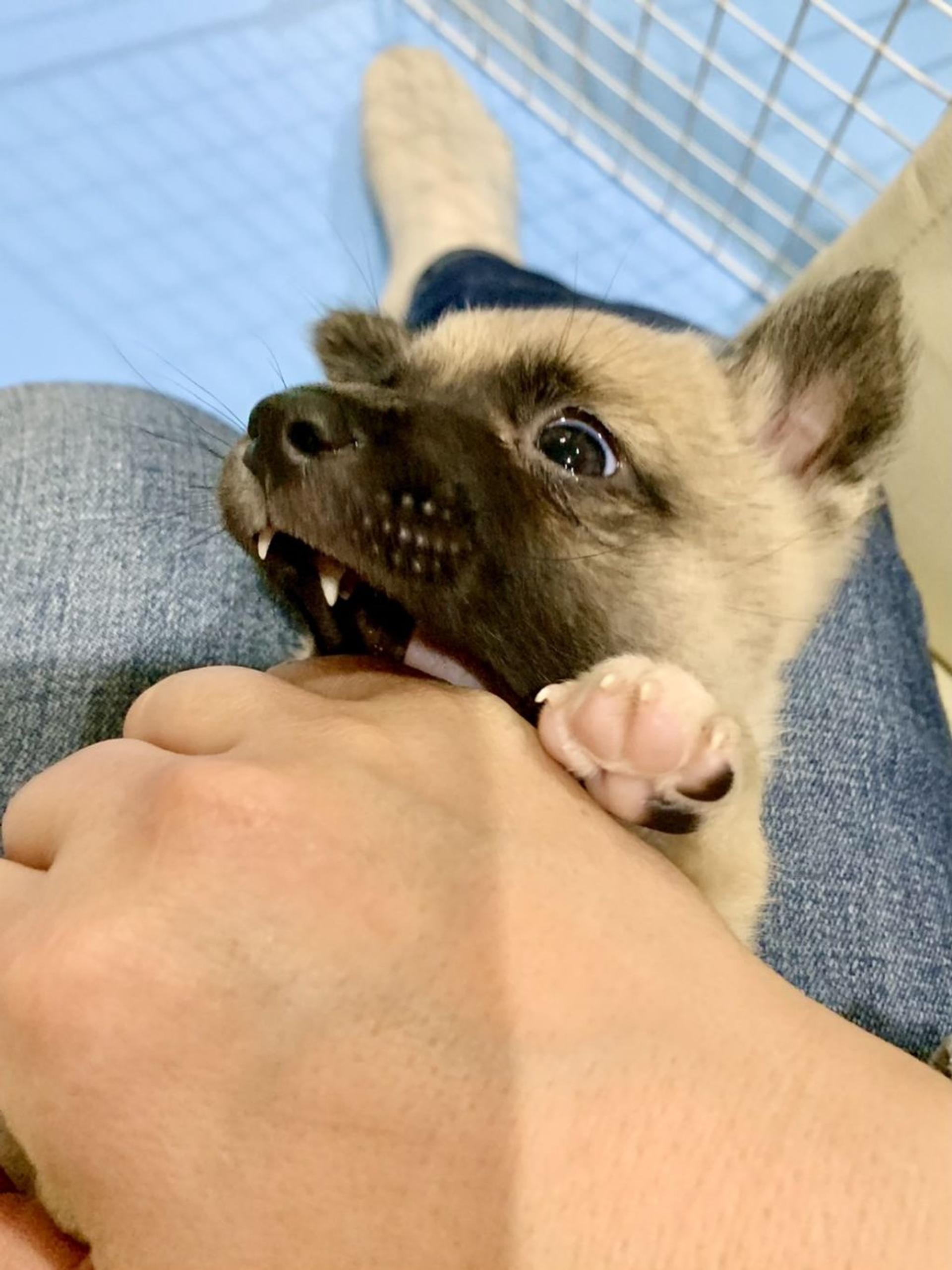 pet-image-8