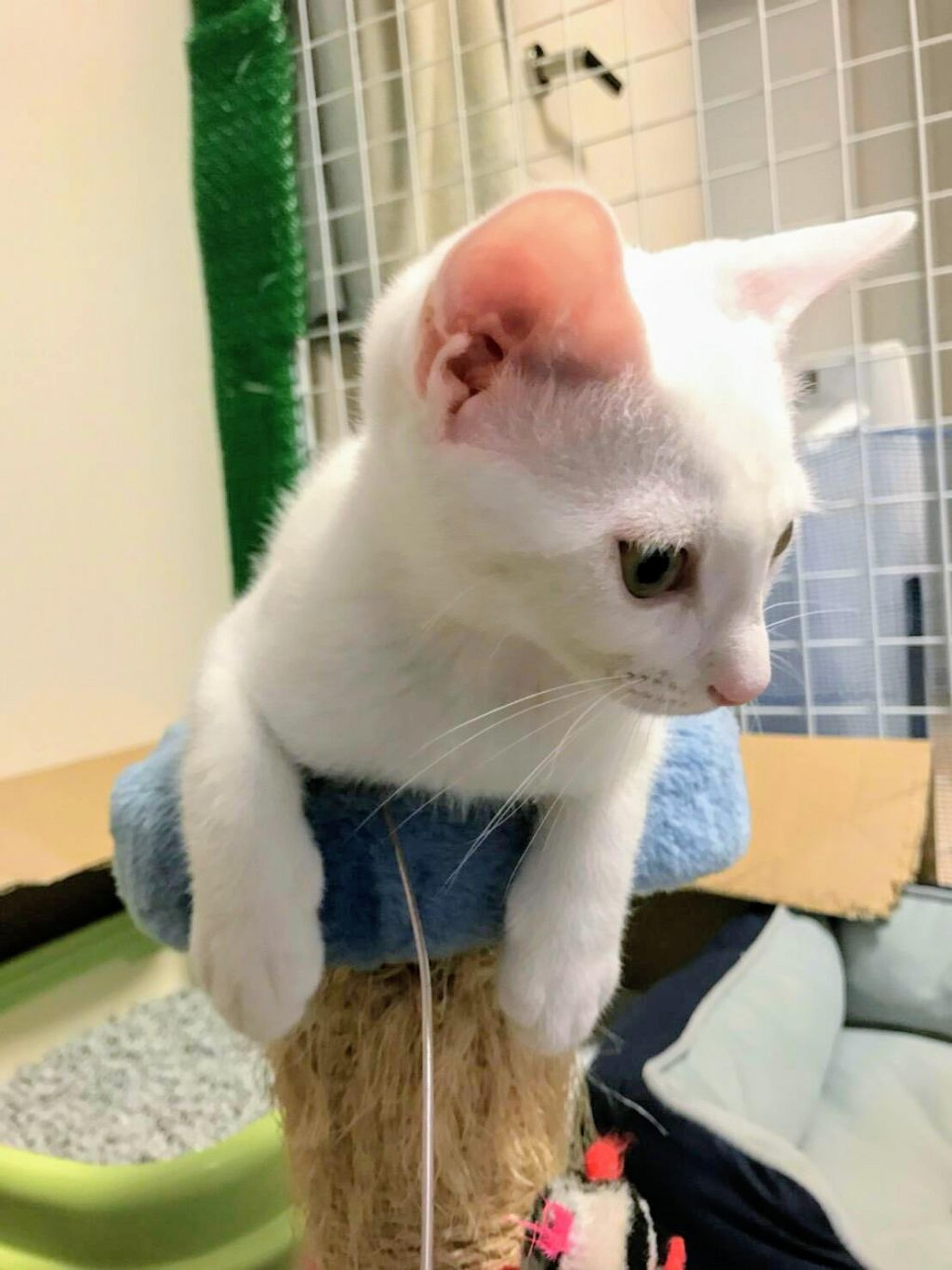 pet-image-2
