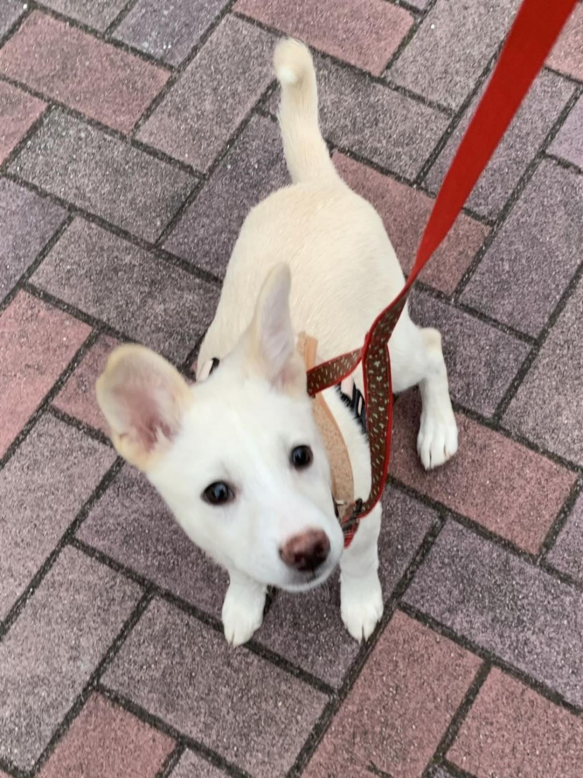 pet-image-2
