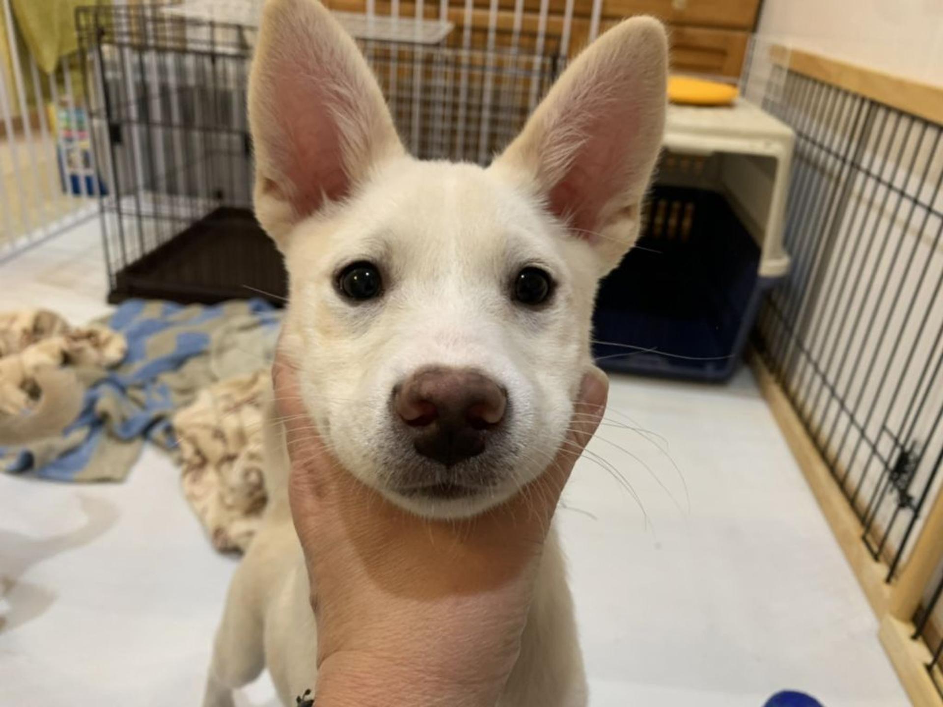 pet-image-3