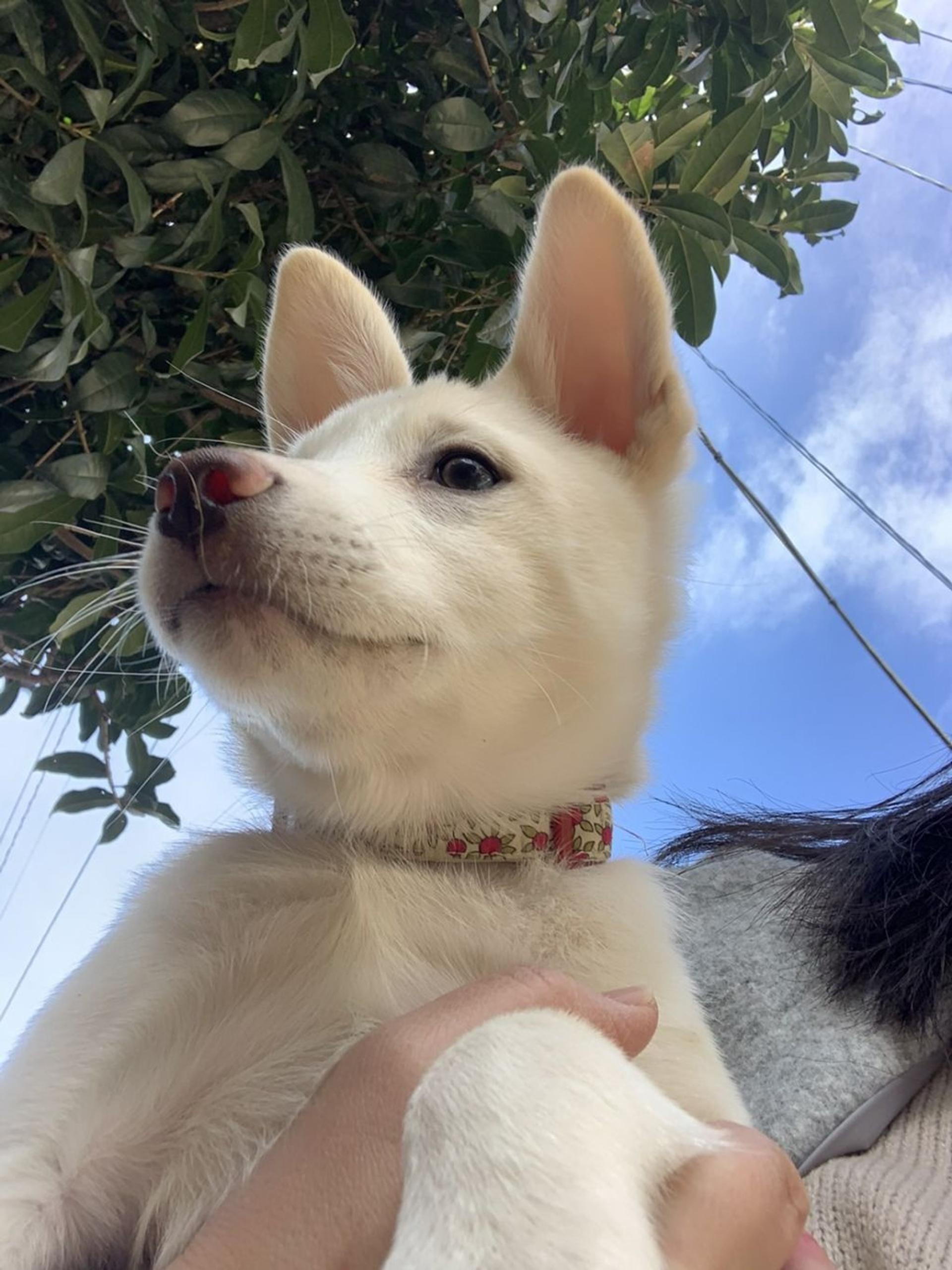 pet-image-4