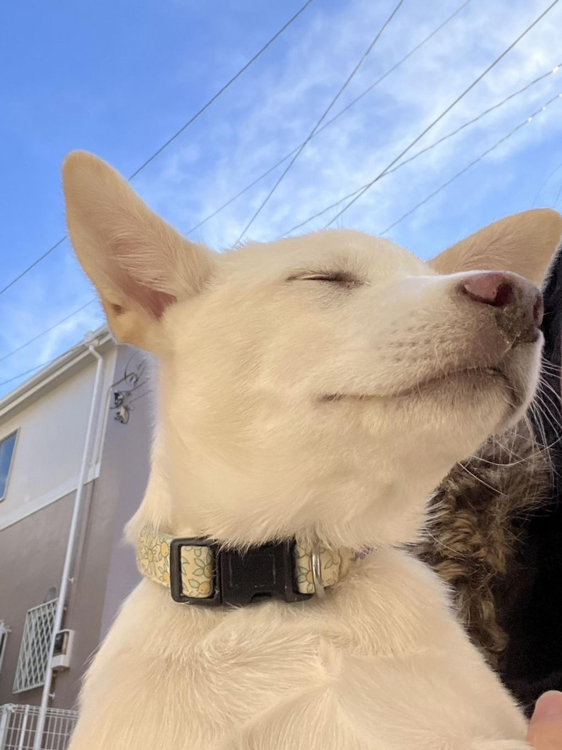 pet-image-5
