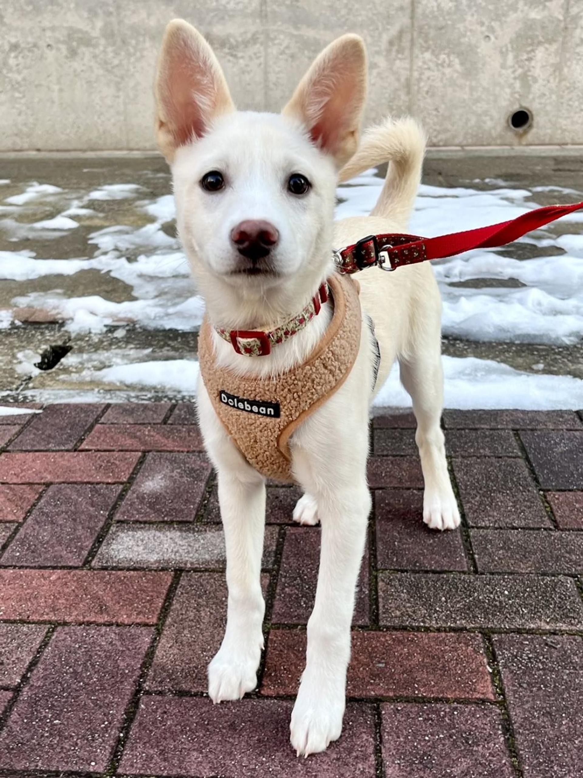 pet-image-7