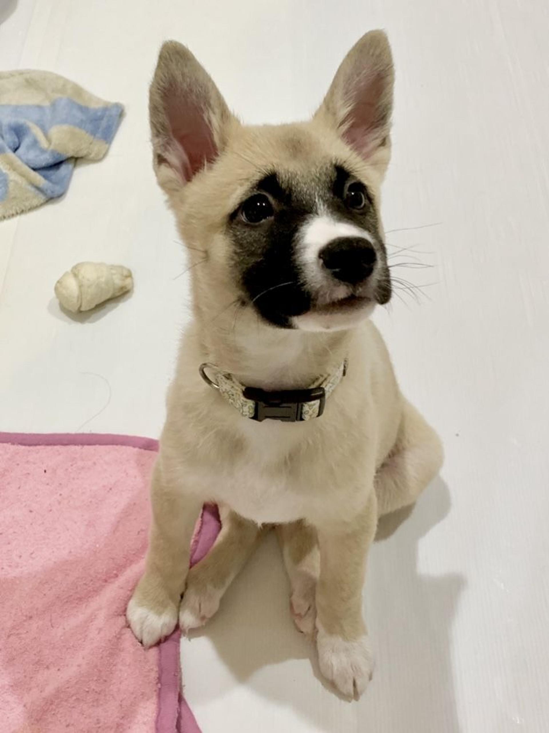 pet-image-3