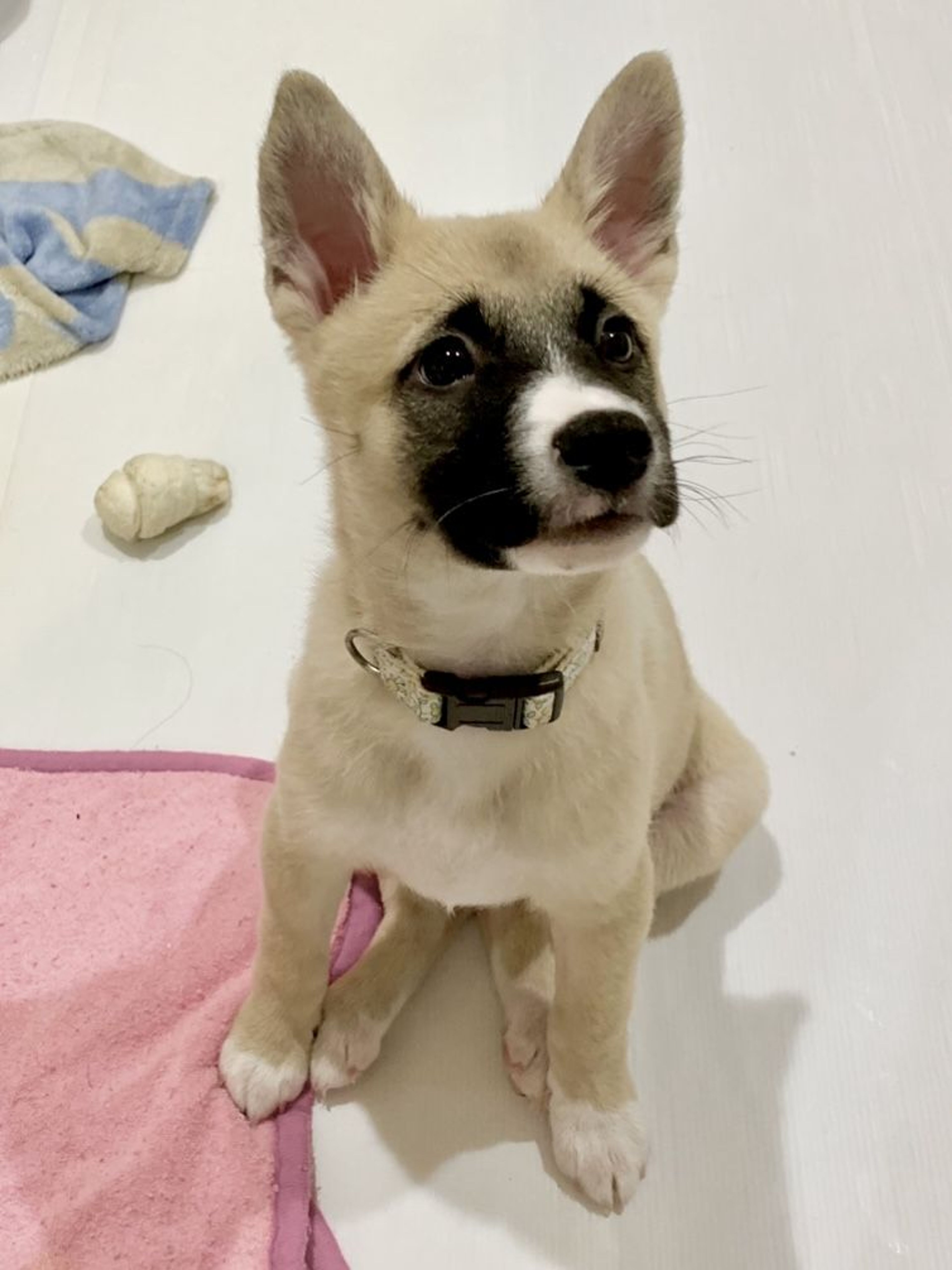 pet-image-3