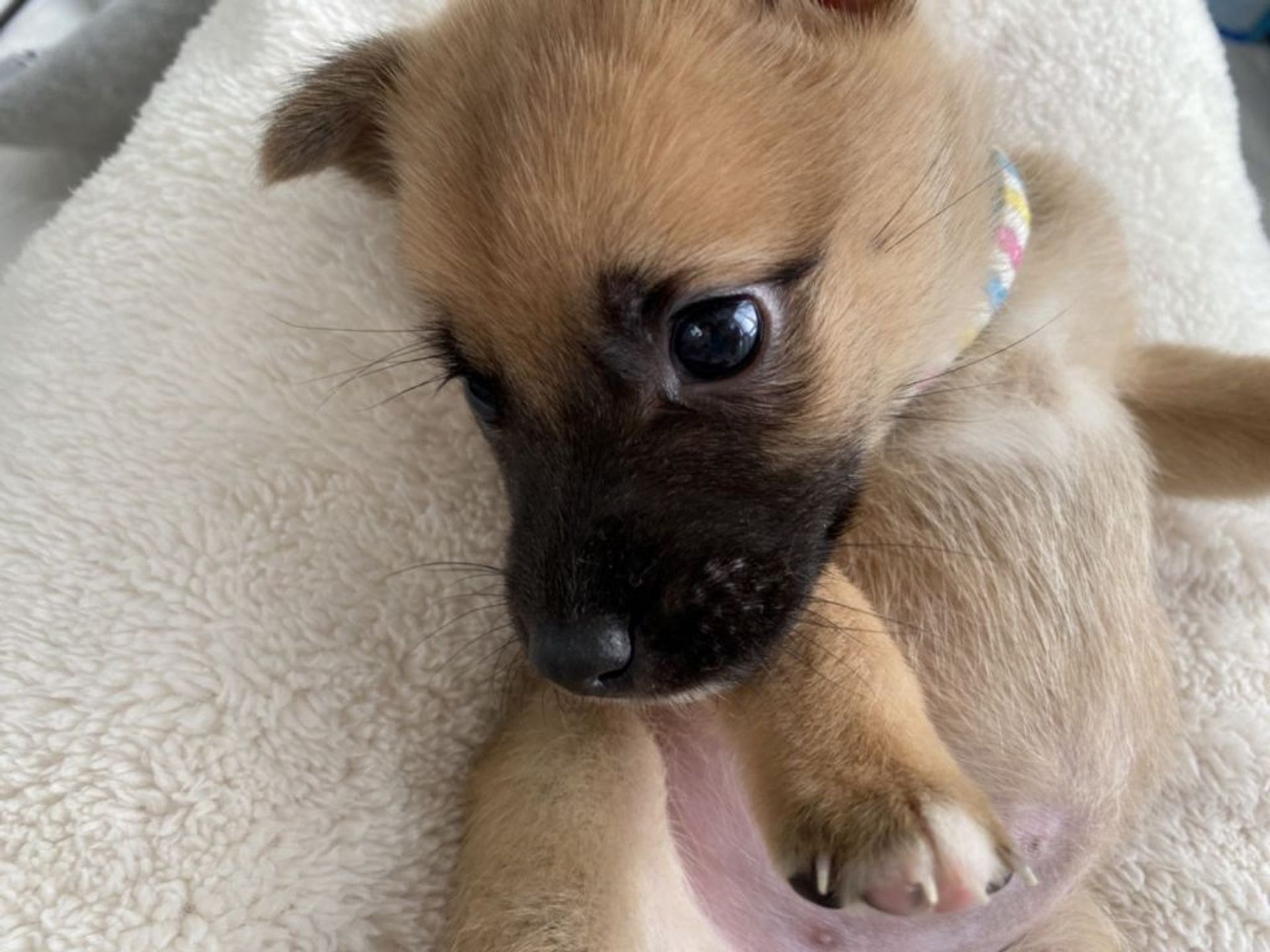 雑種（ミックス犬）・メスの里親募集の写真