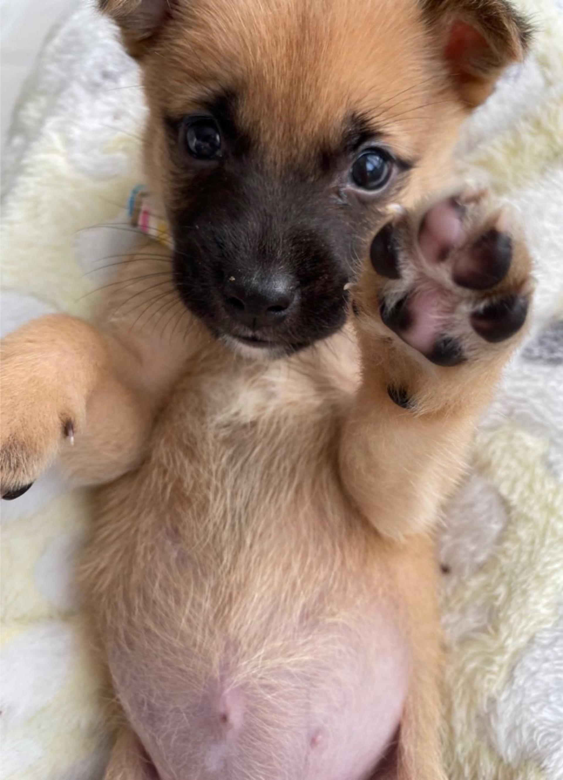 pet-image-6