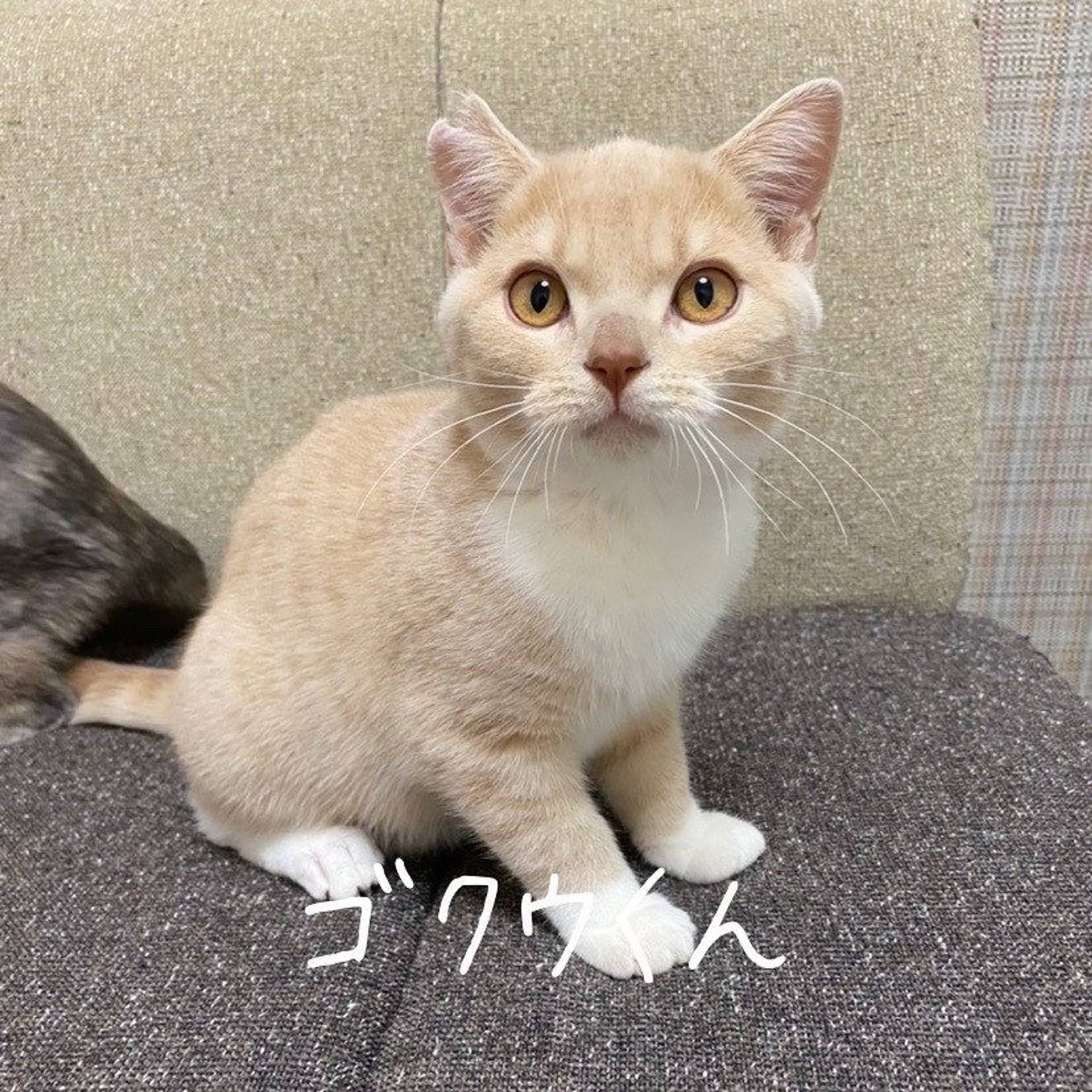 スコティッシュフォールド・オスの里親募集の写真