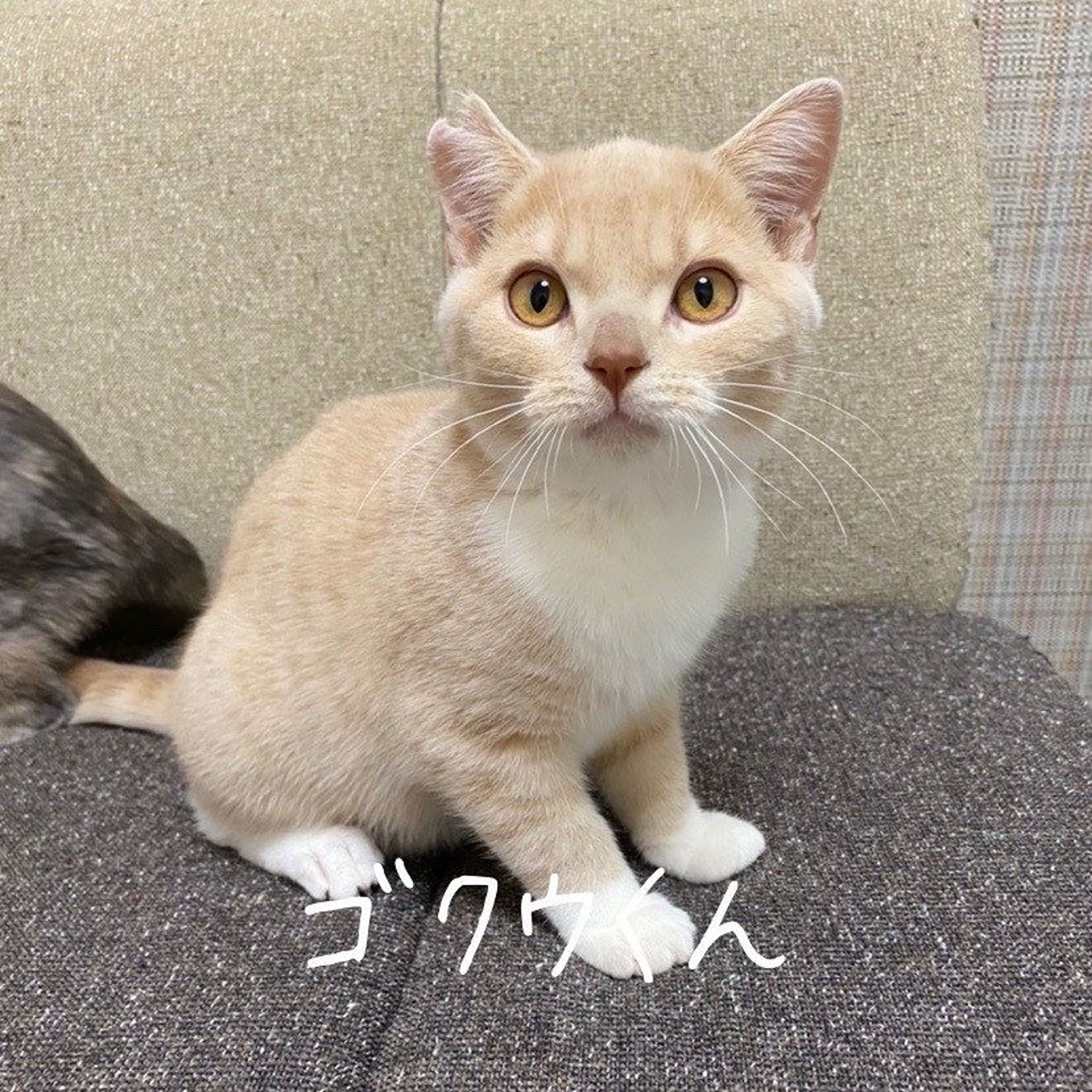 スコティッシュフォールド・オスの里親募集の写真