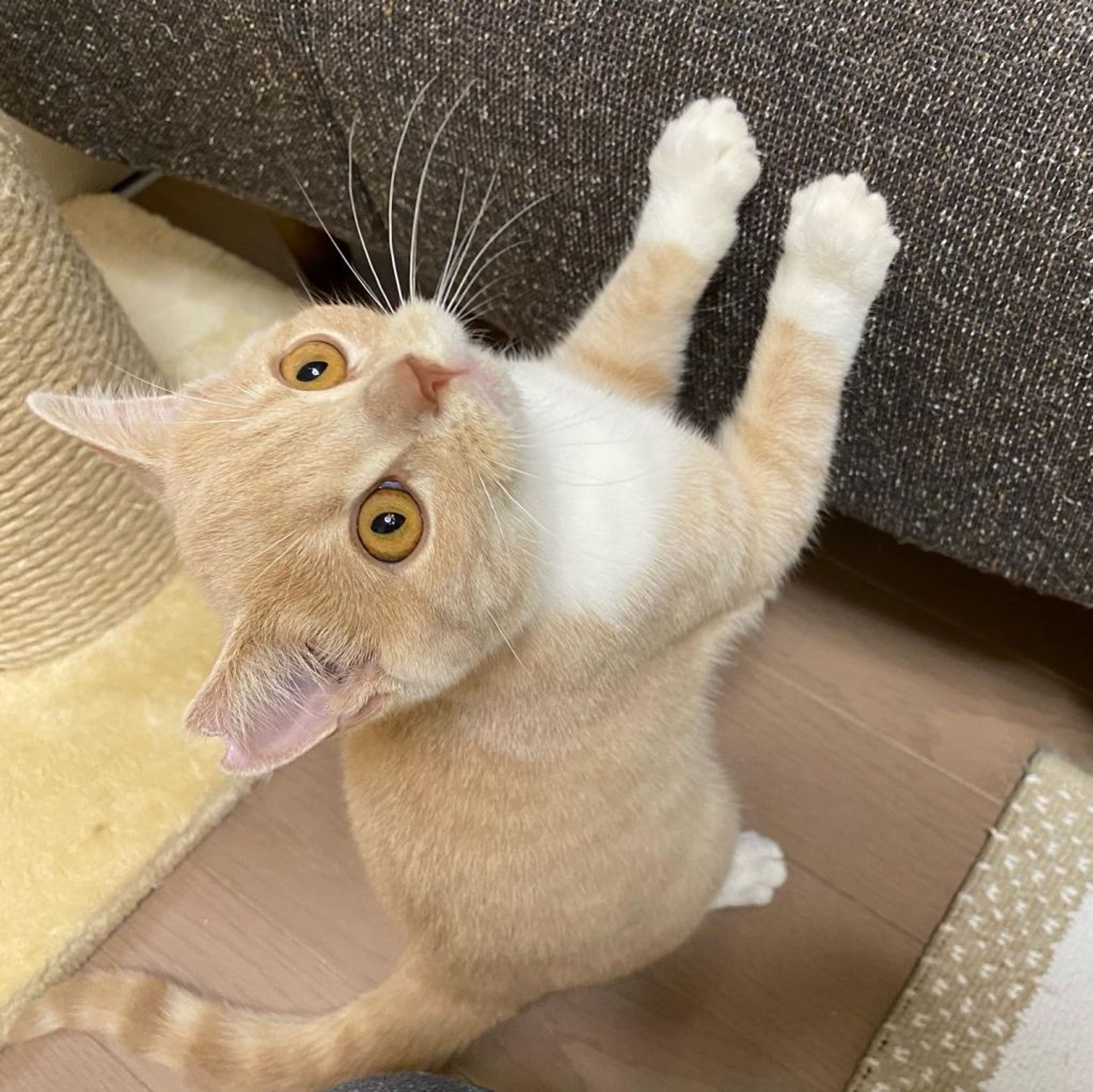 pet-image-4