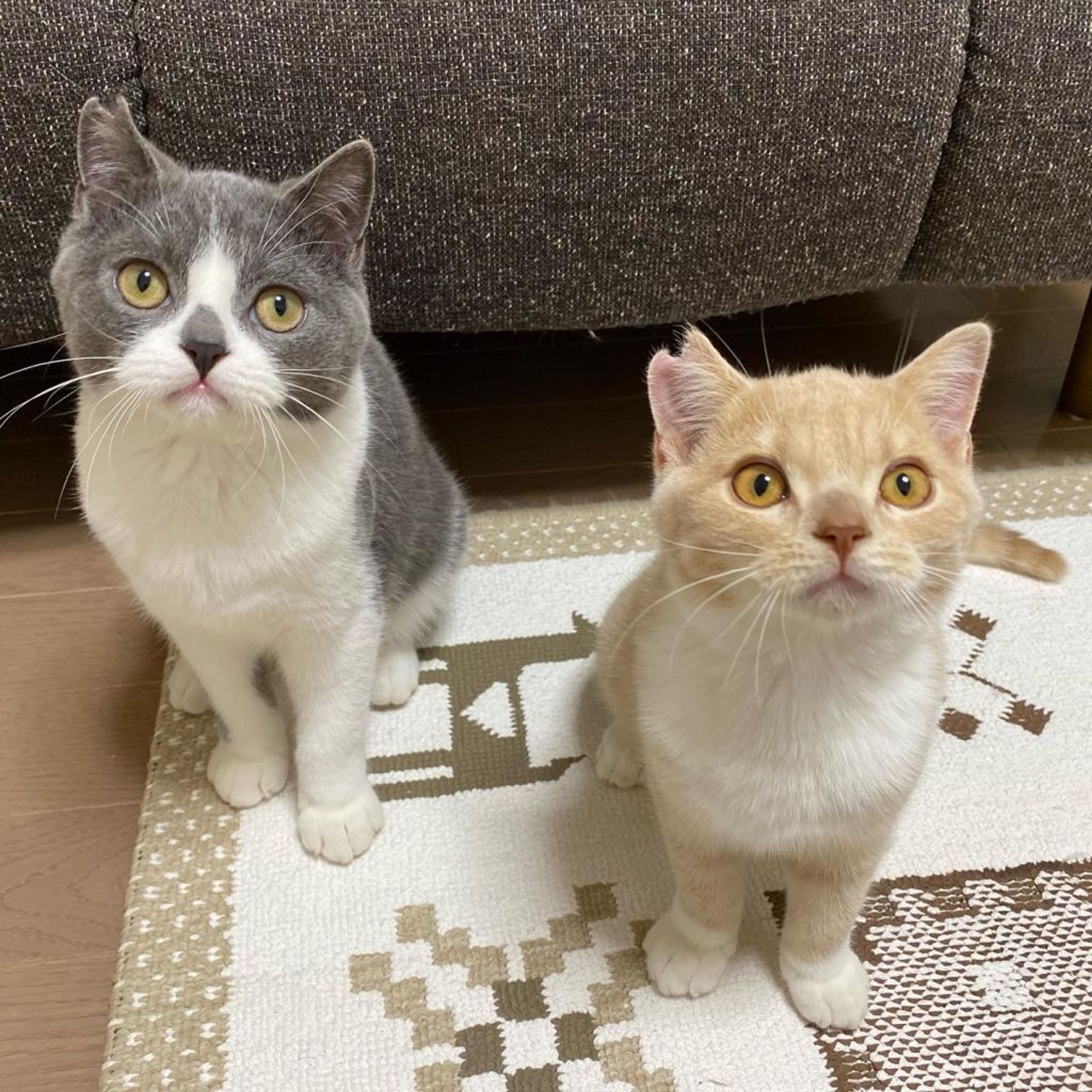 pet-image-6