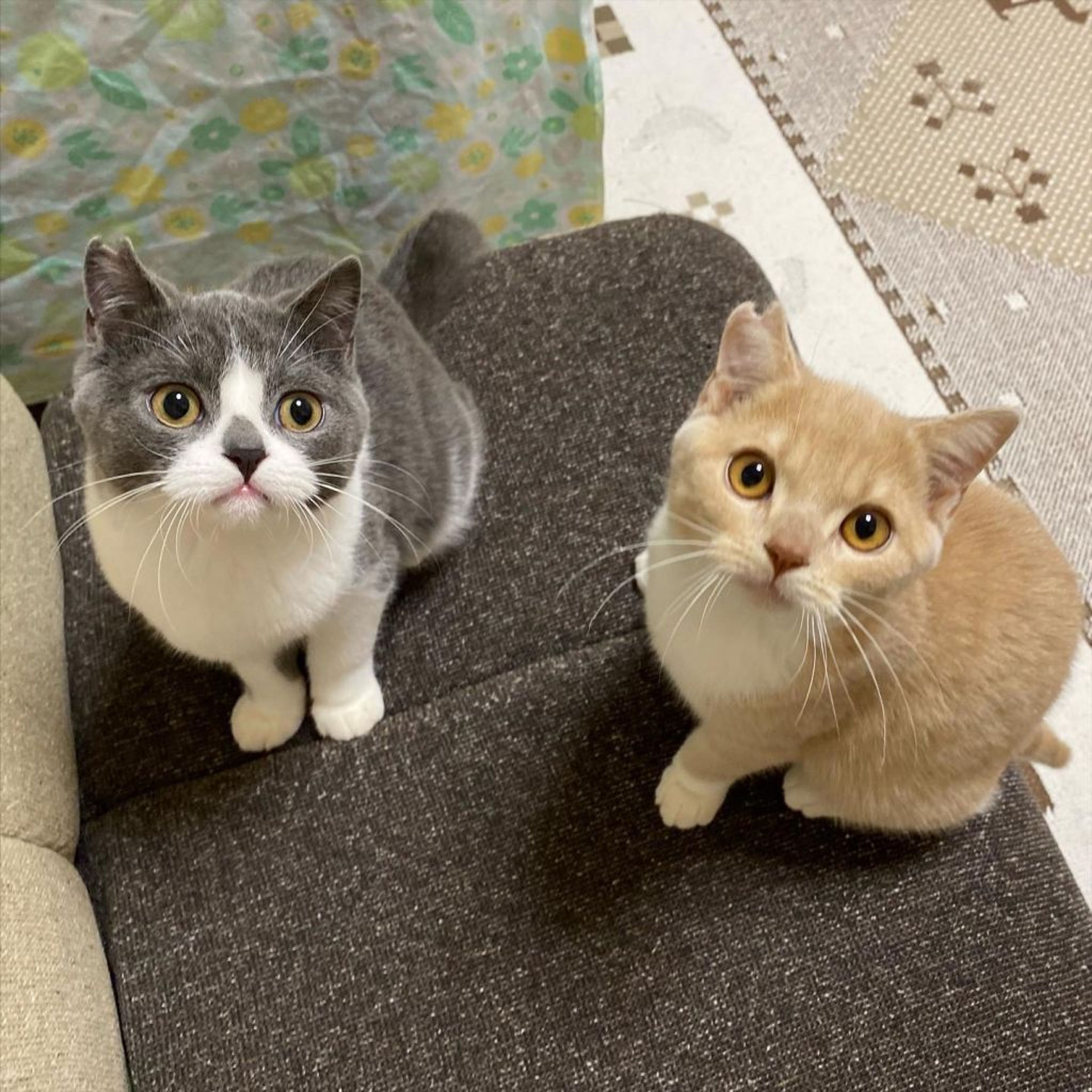 pet-image-7