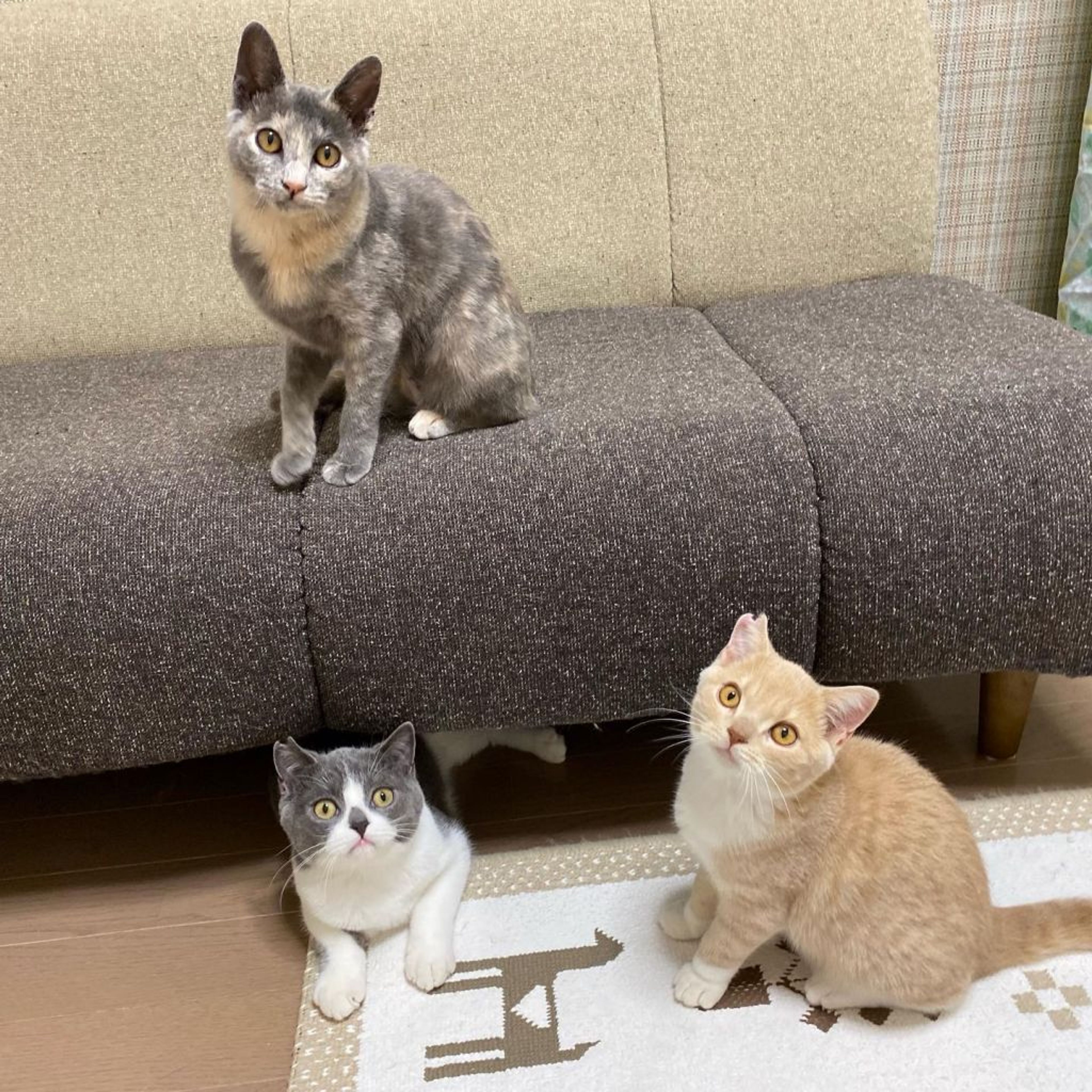 pet-image-9
