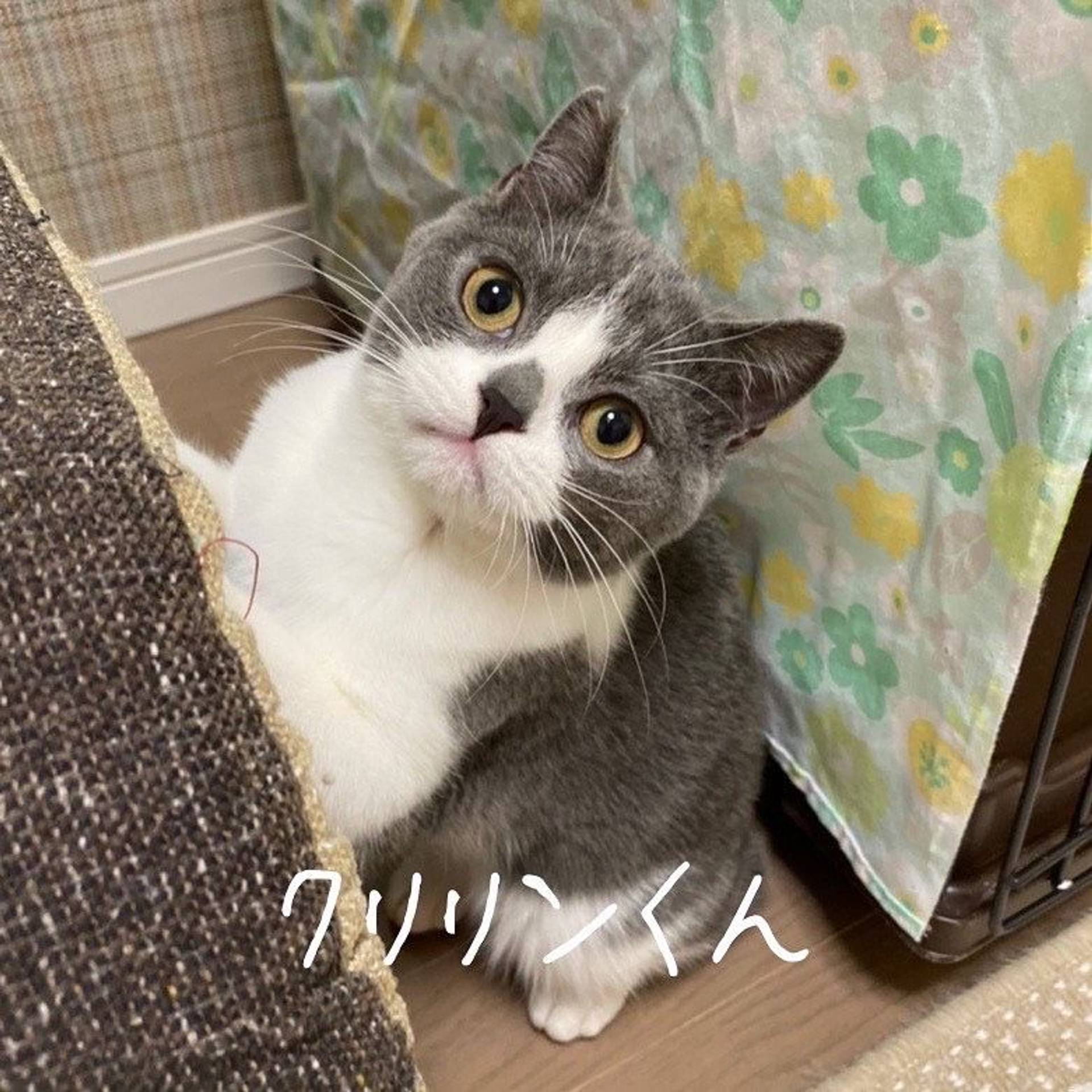 スコティッシュフォールド・オスの里親募集の写真