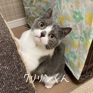 クリリンの写真