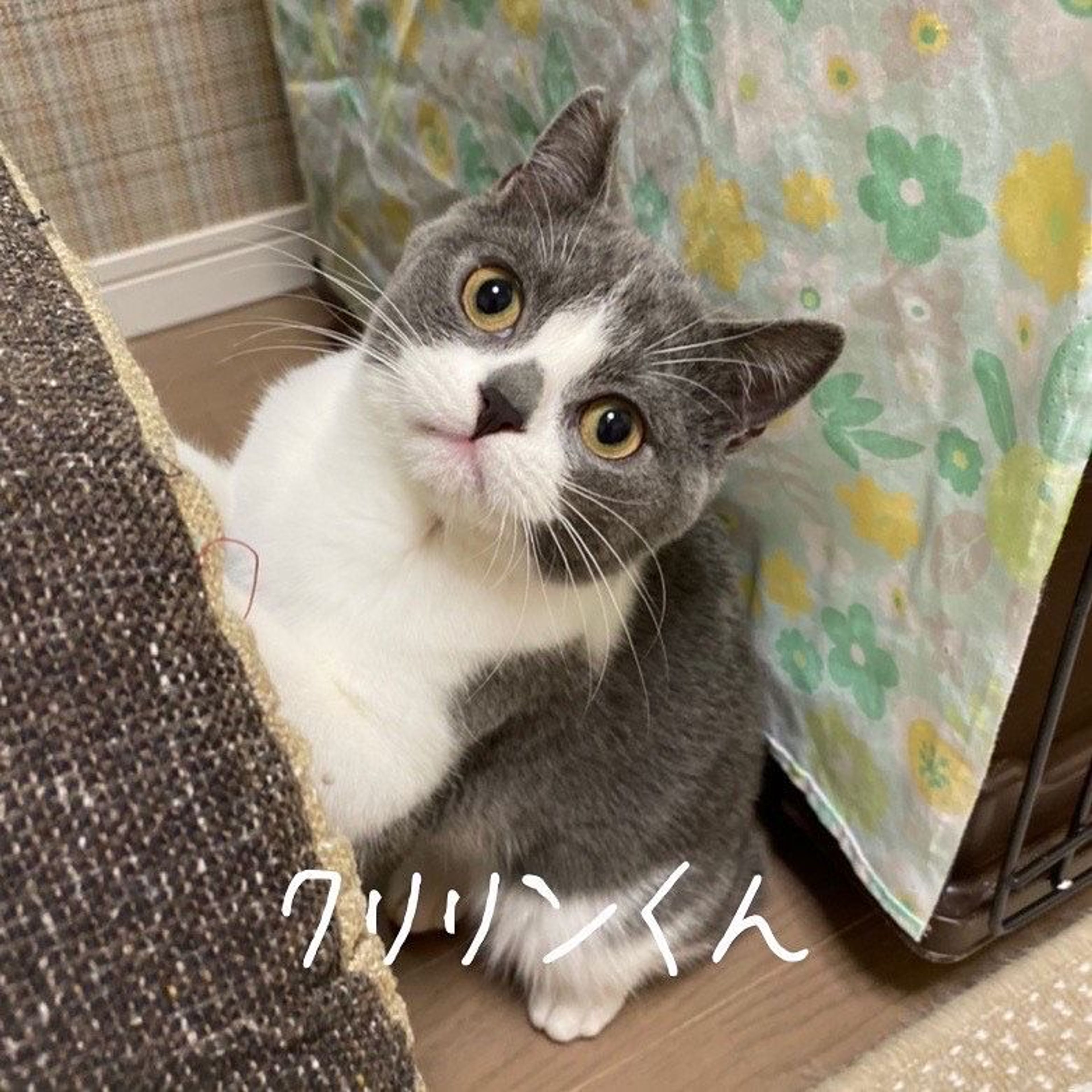 スコティッシュフォールド・オスの里親募集の写真
