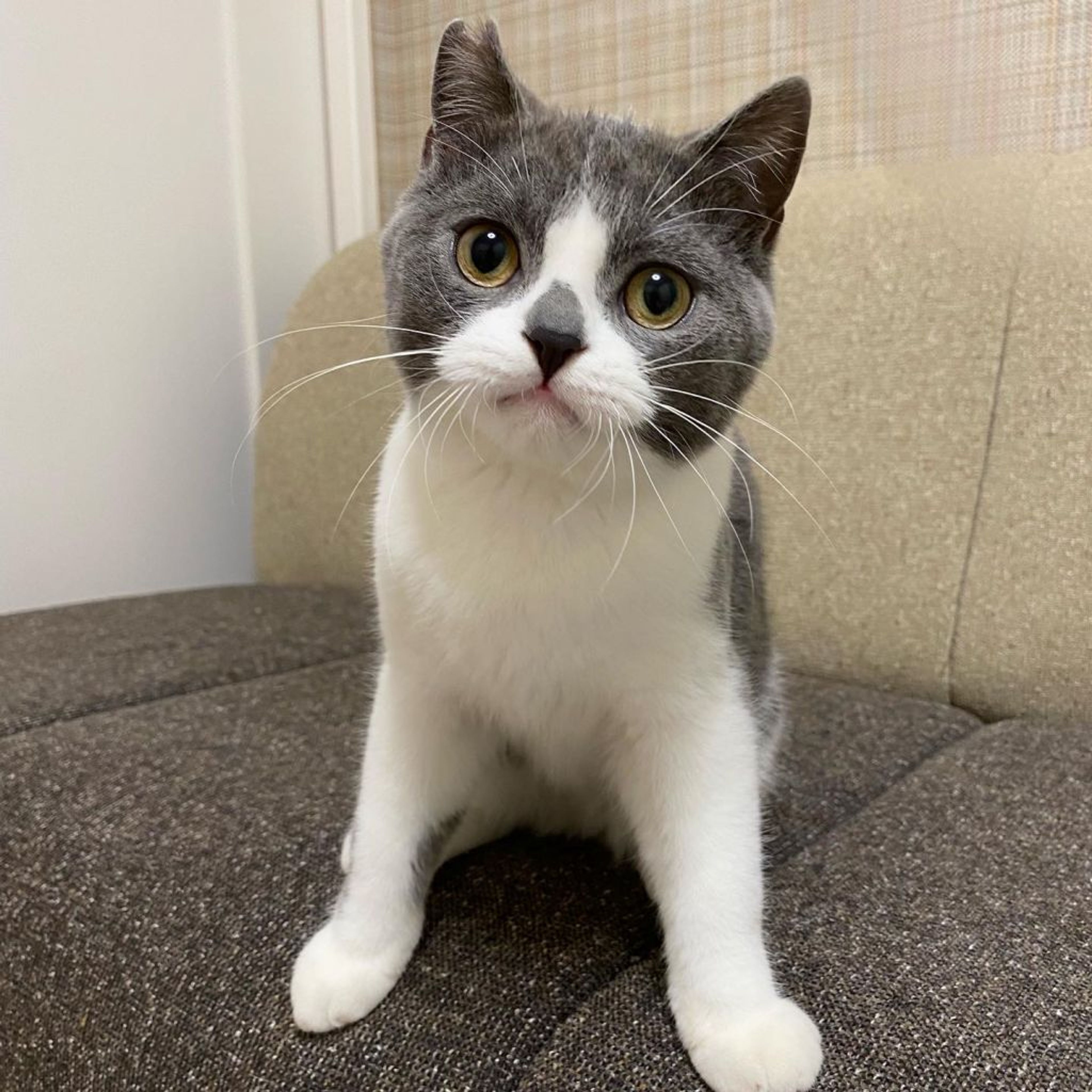 pet-image-4