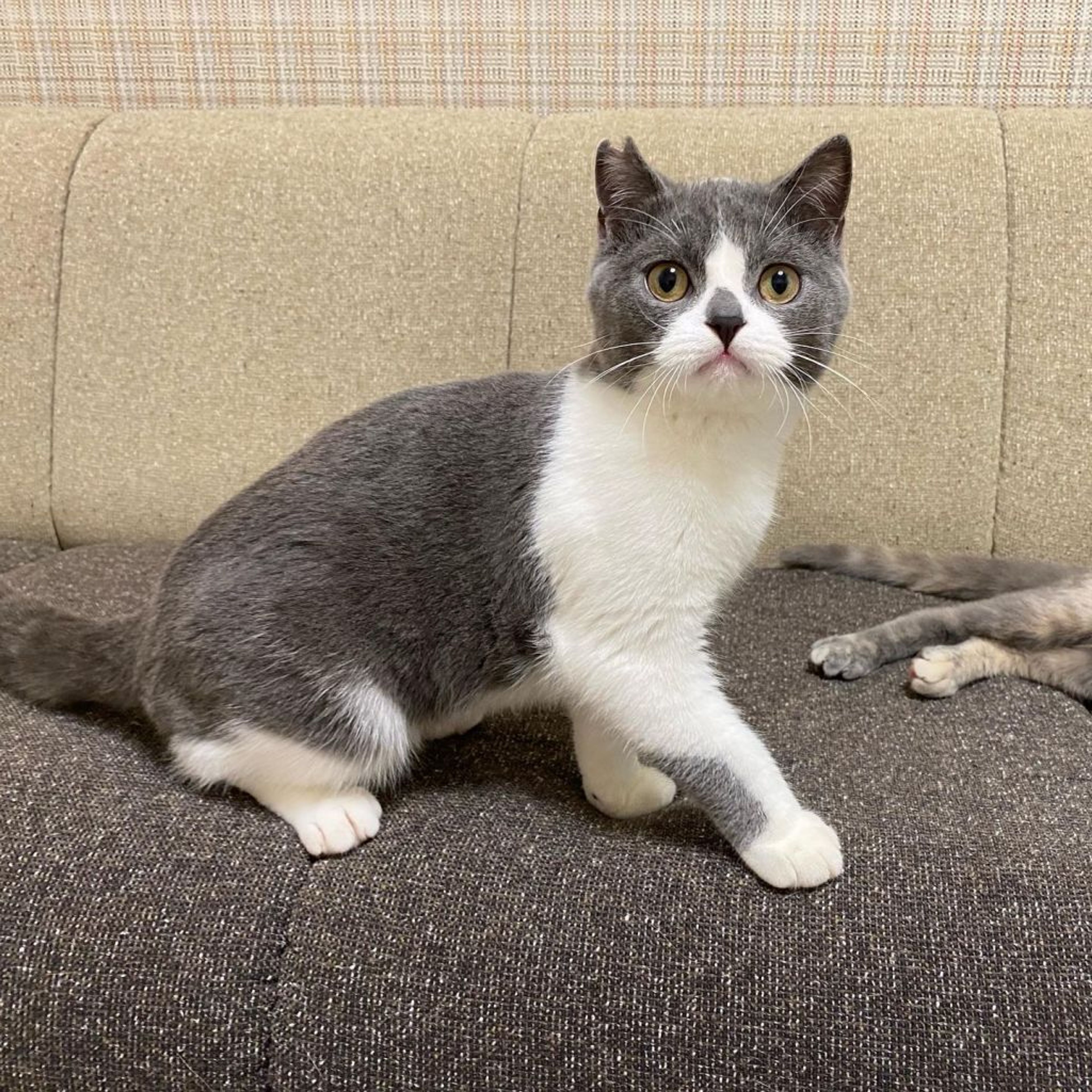 pet-image-5