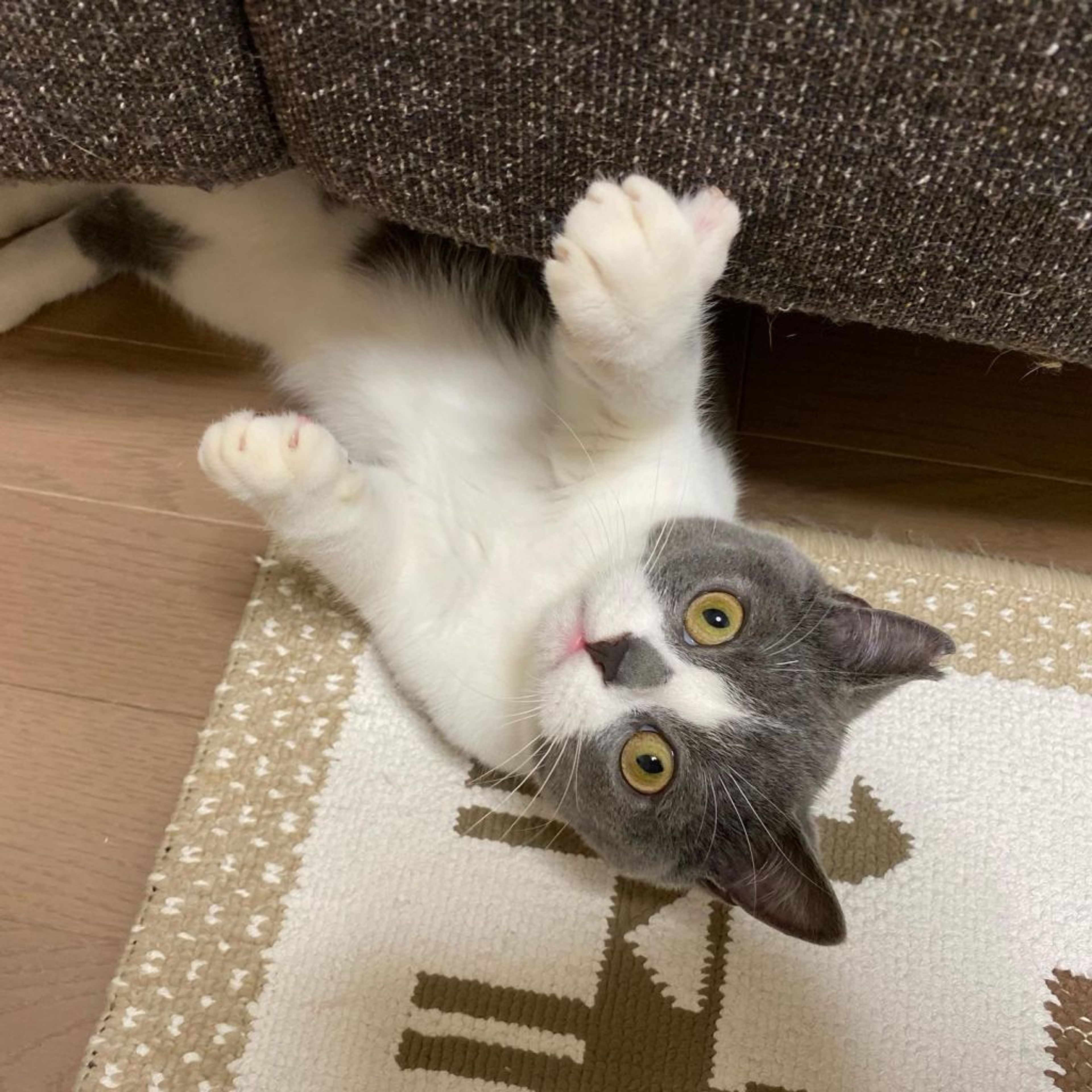 pet-image-6