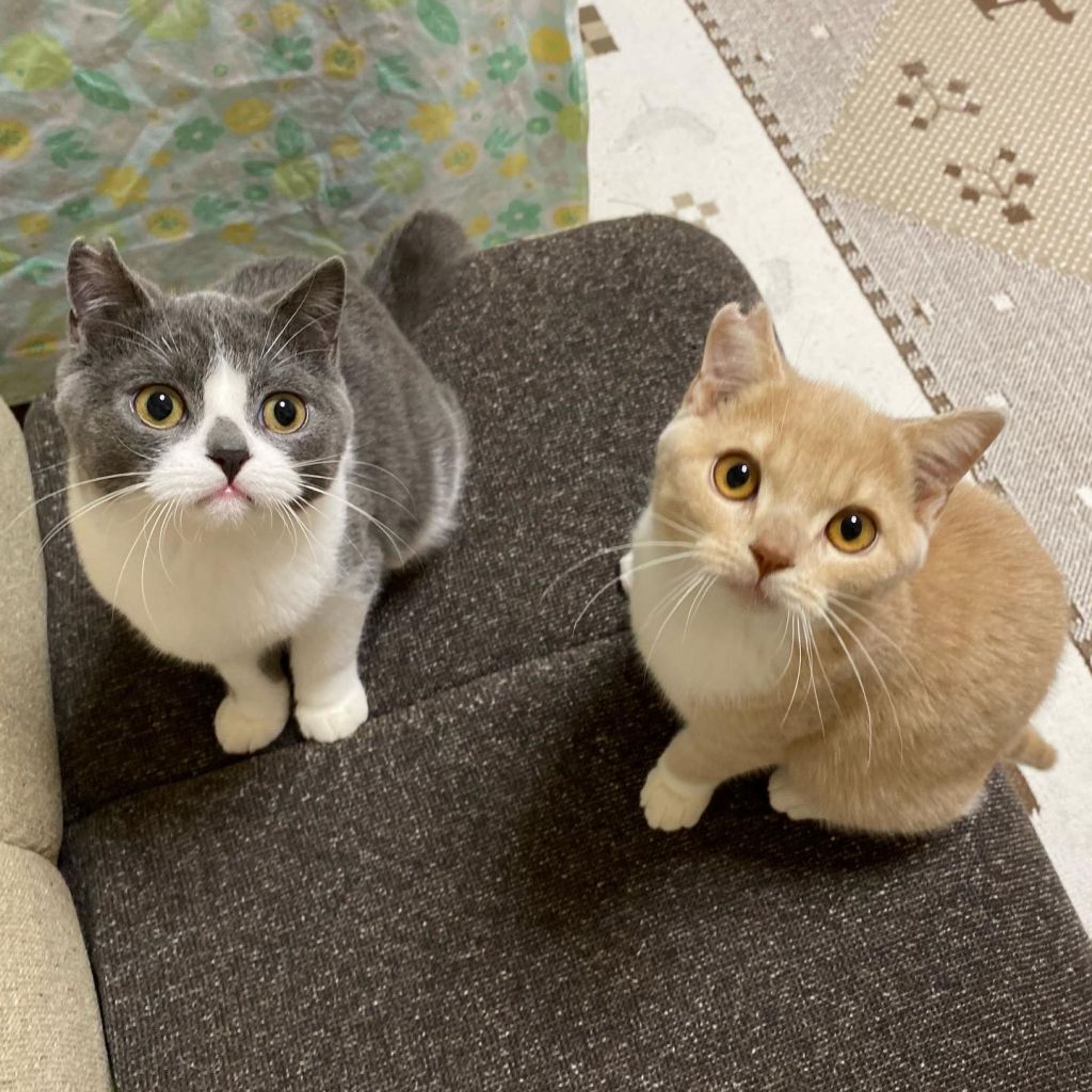 pet-image-7