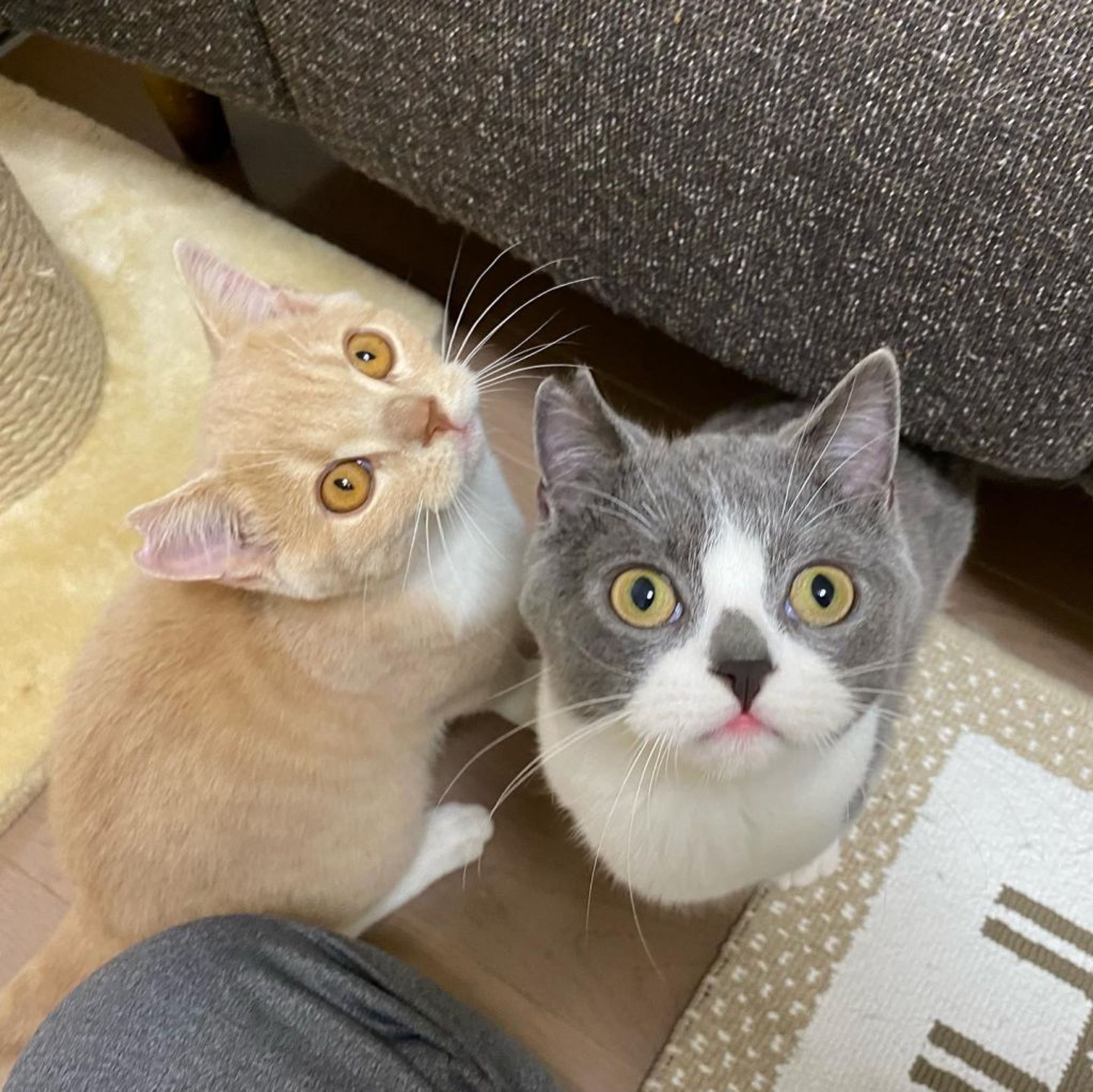 pet-image-8