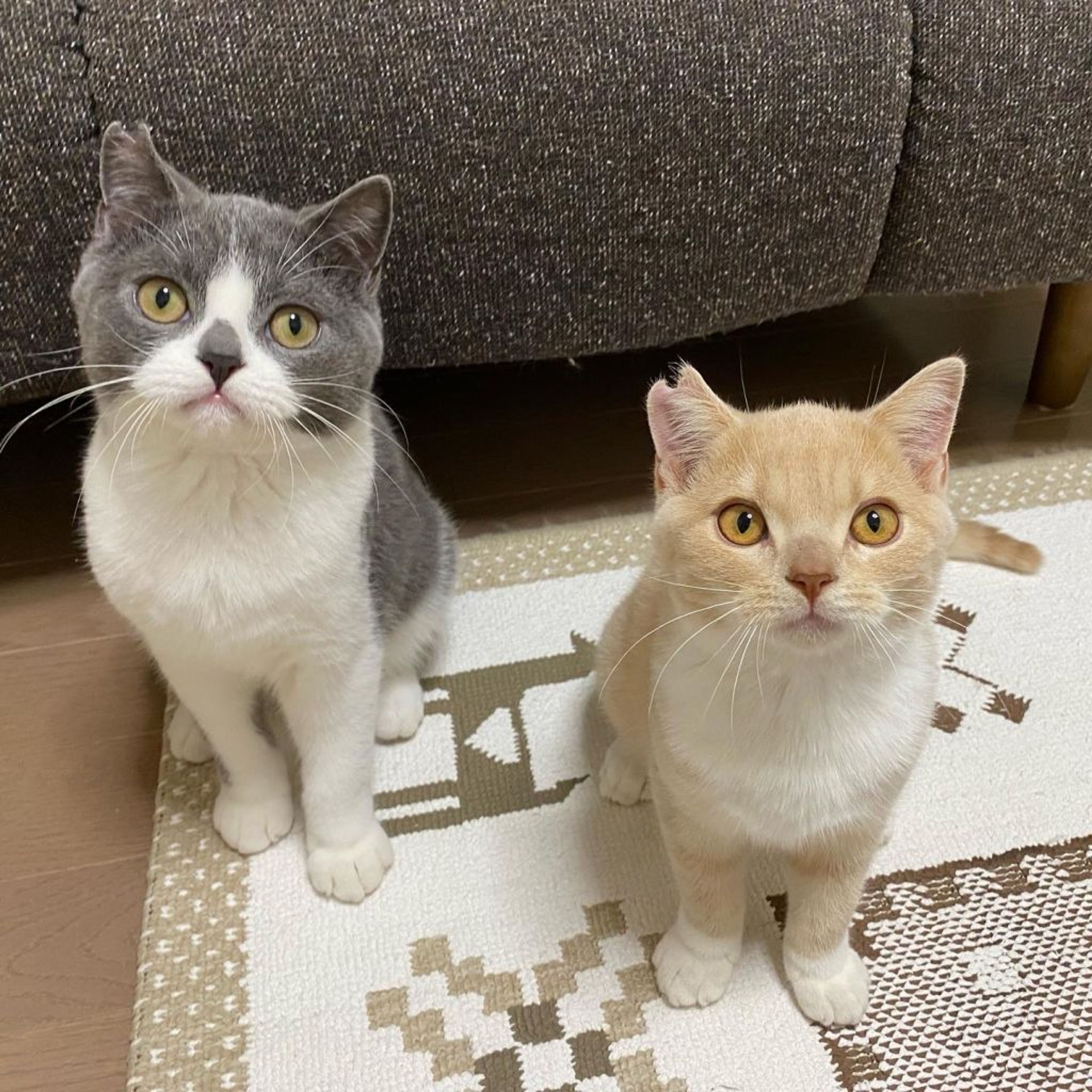 pet-image-9