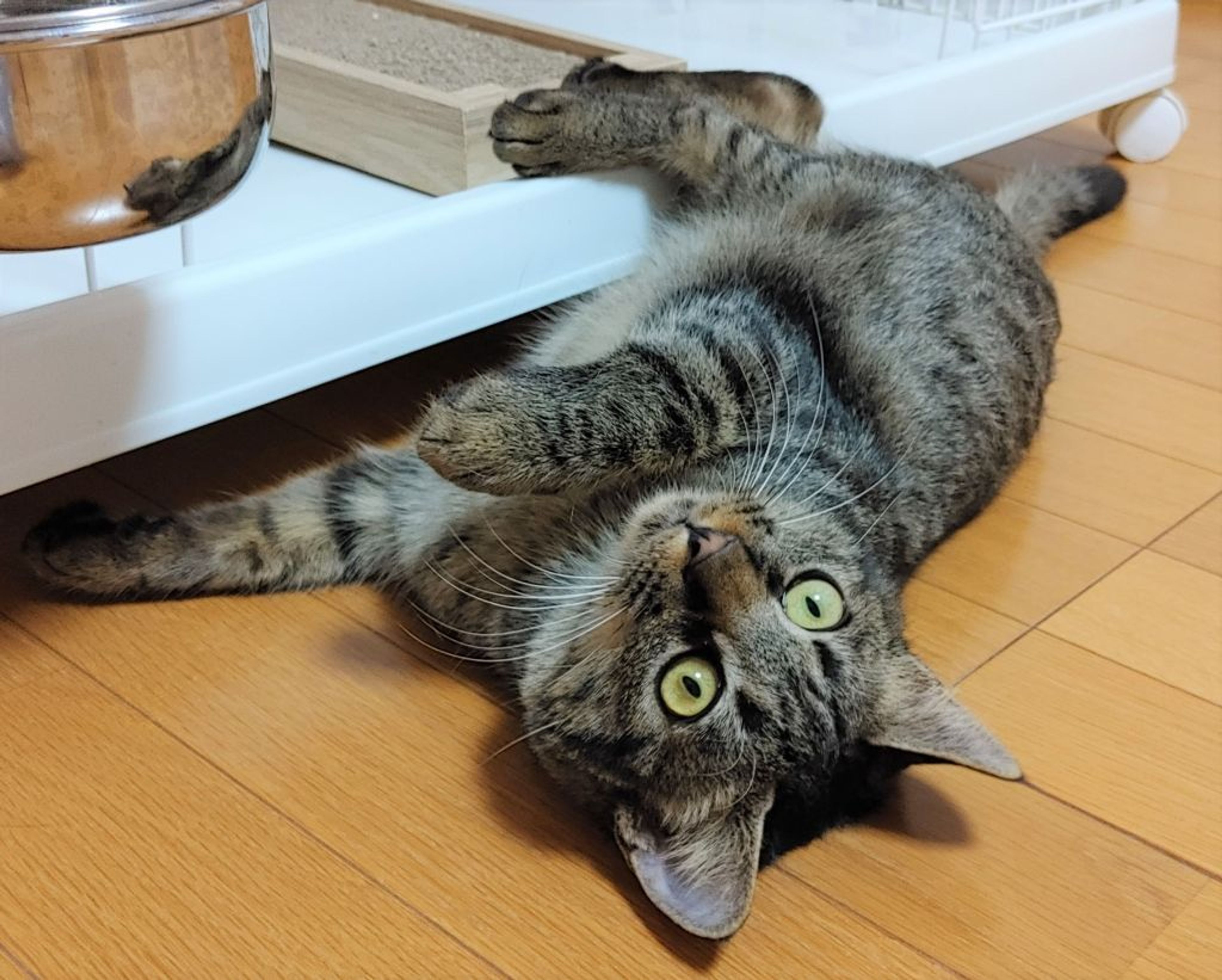 pet-image-2