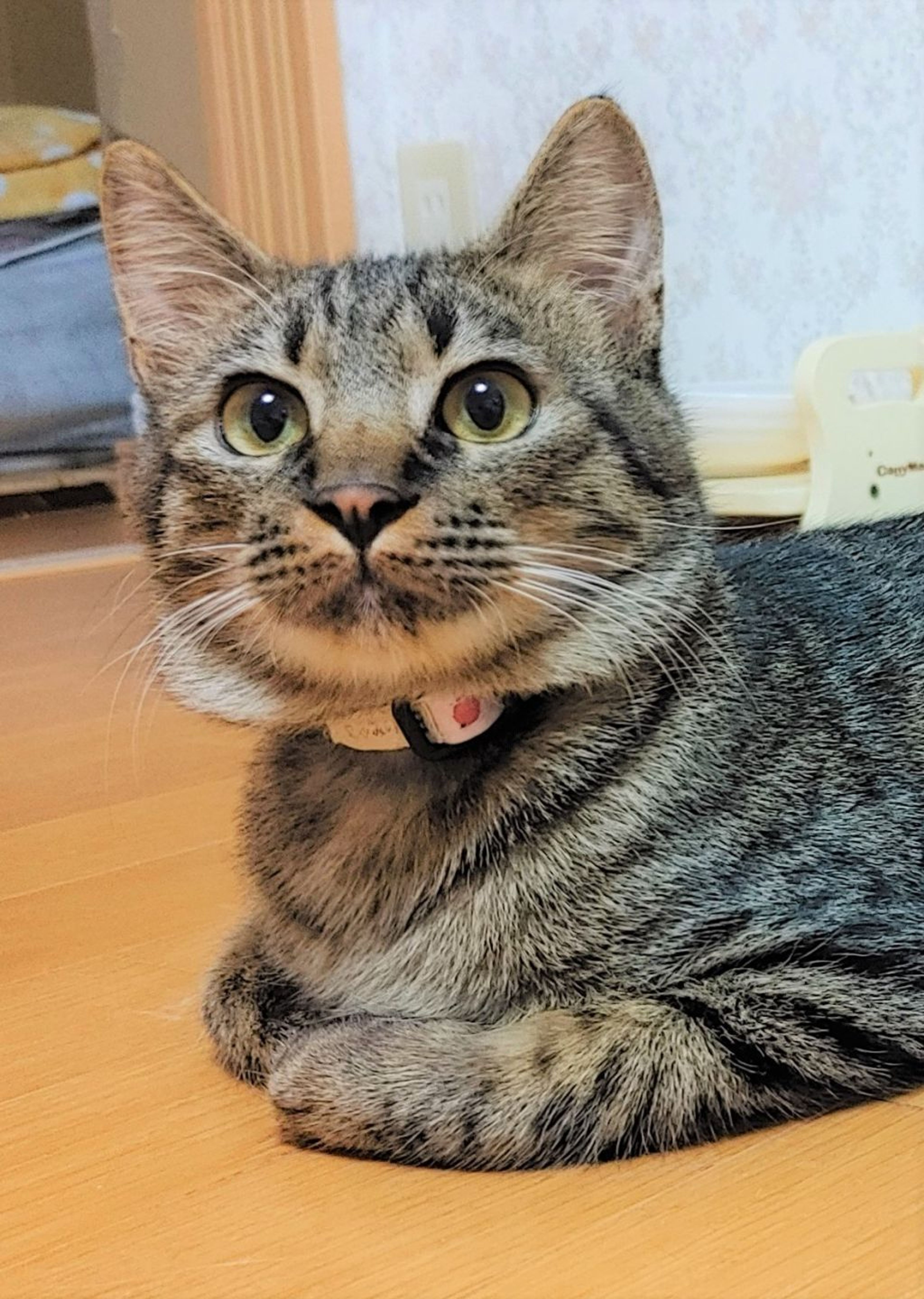 pet-image-3
