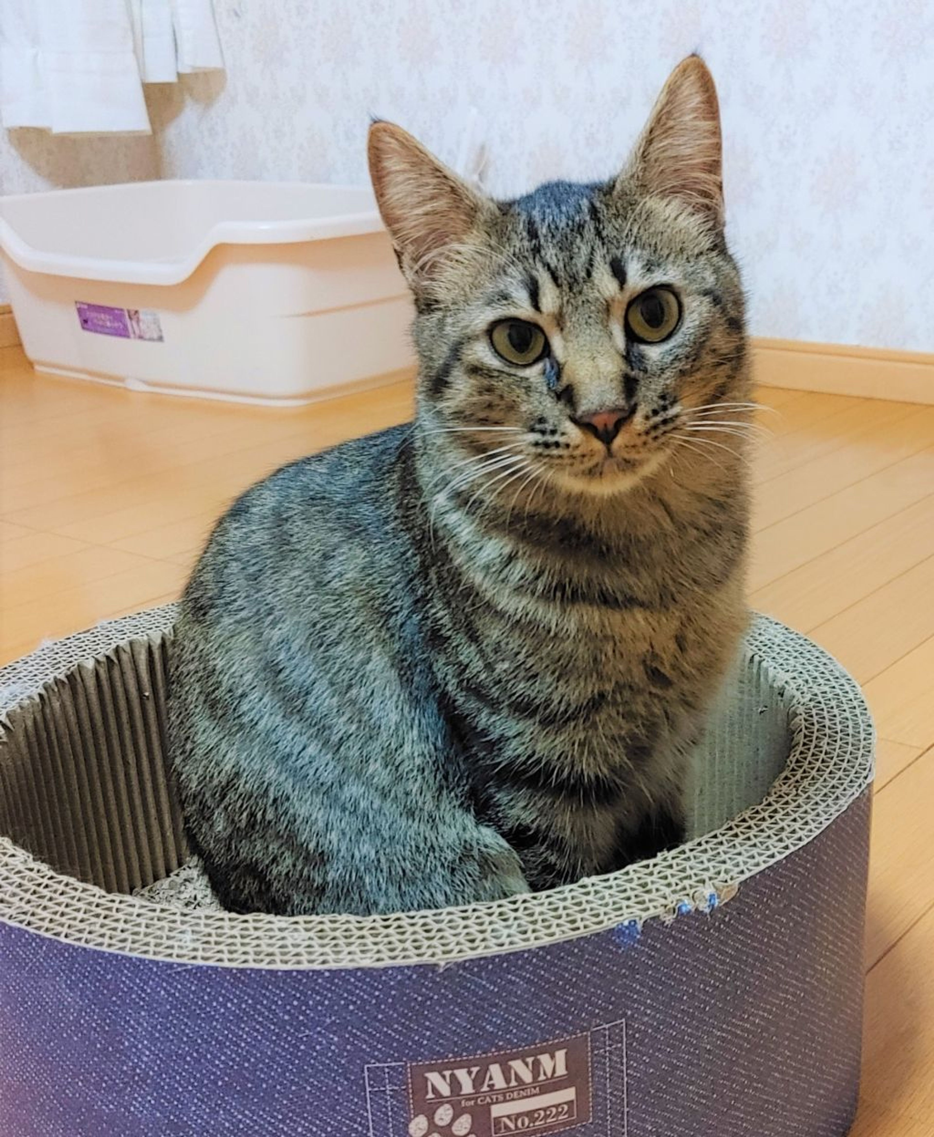 pet-image-4