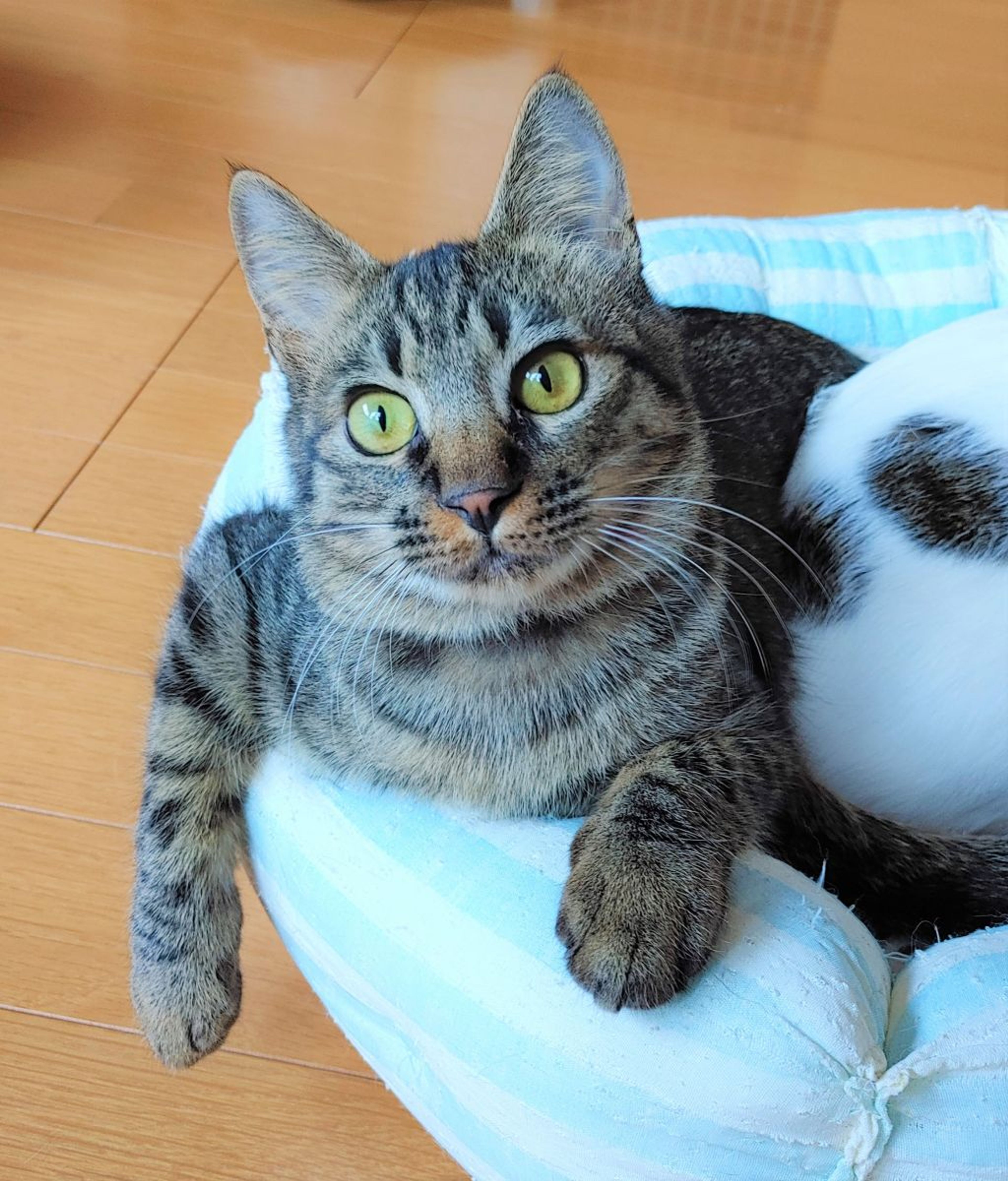 pet-image-5