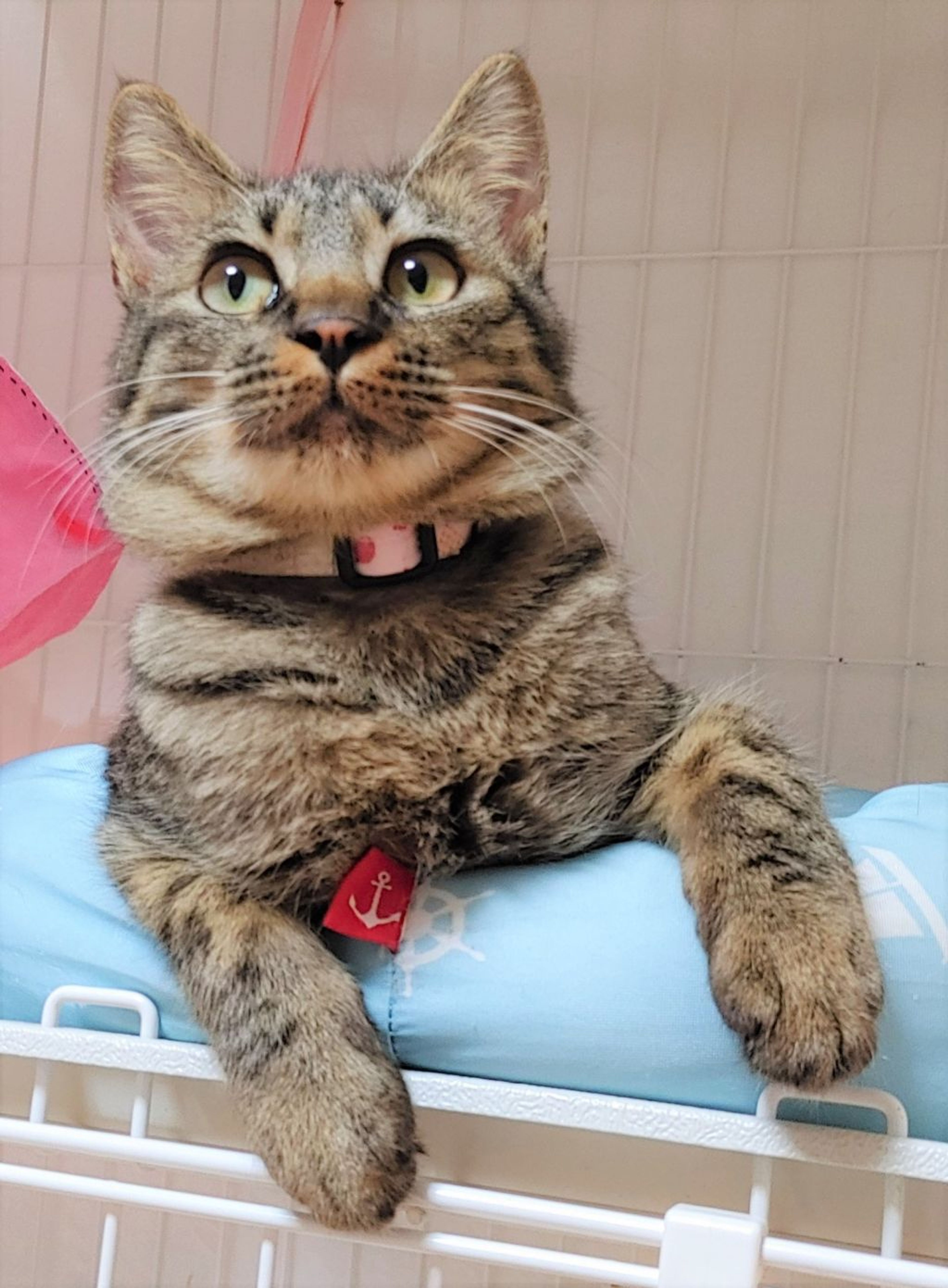 pet-image-6