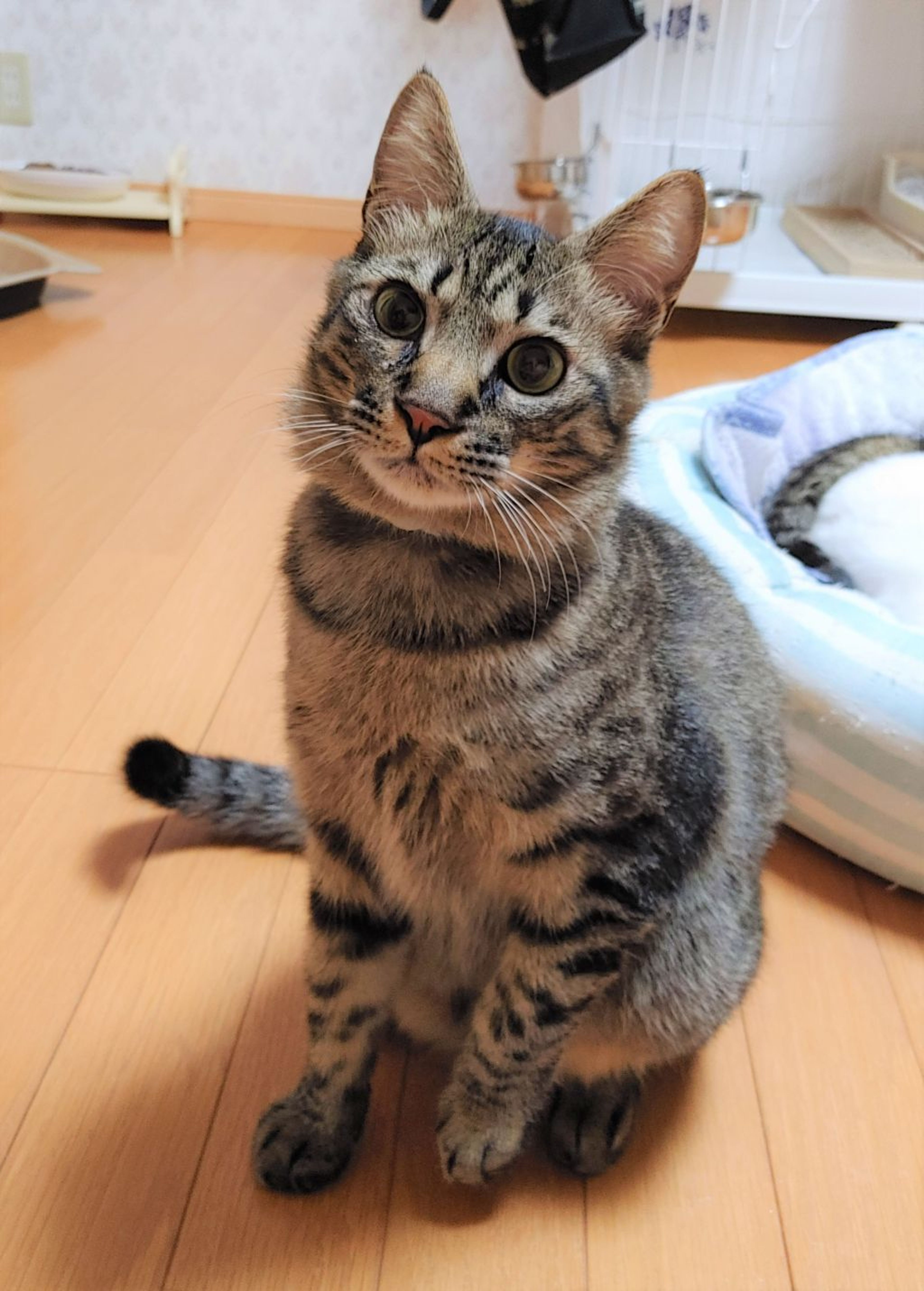 pet-image-7