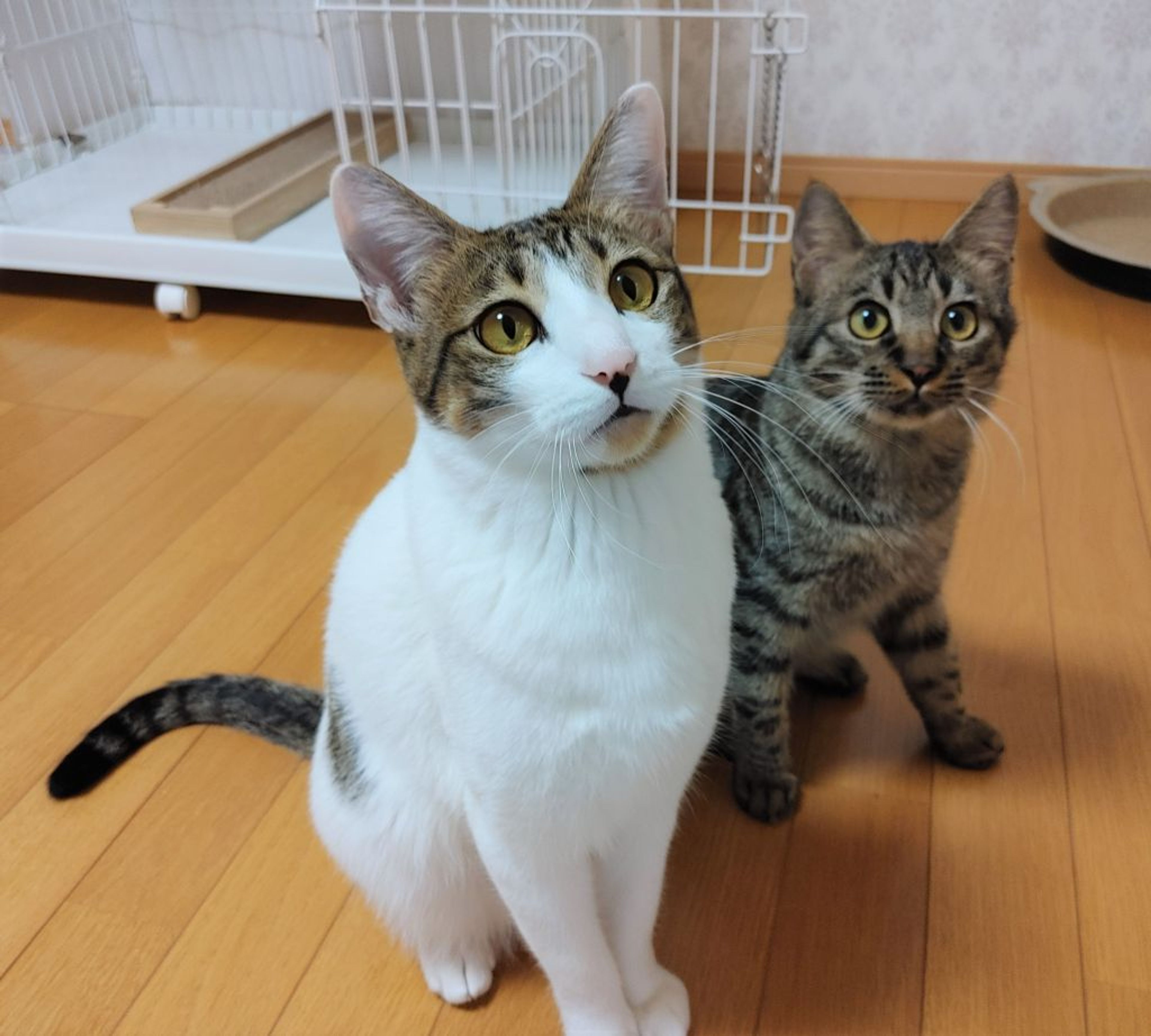 pet-image-8