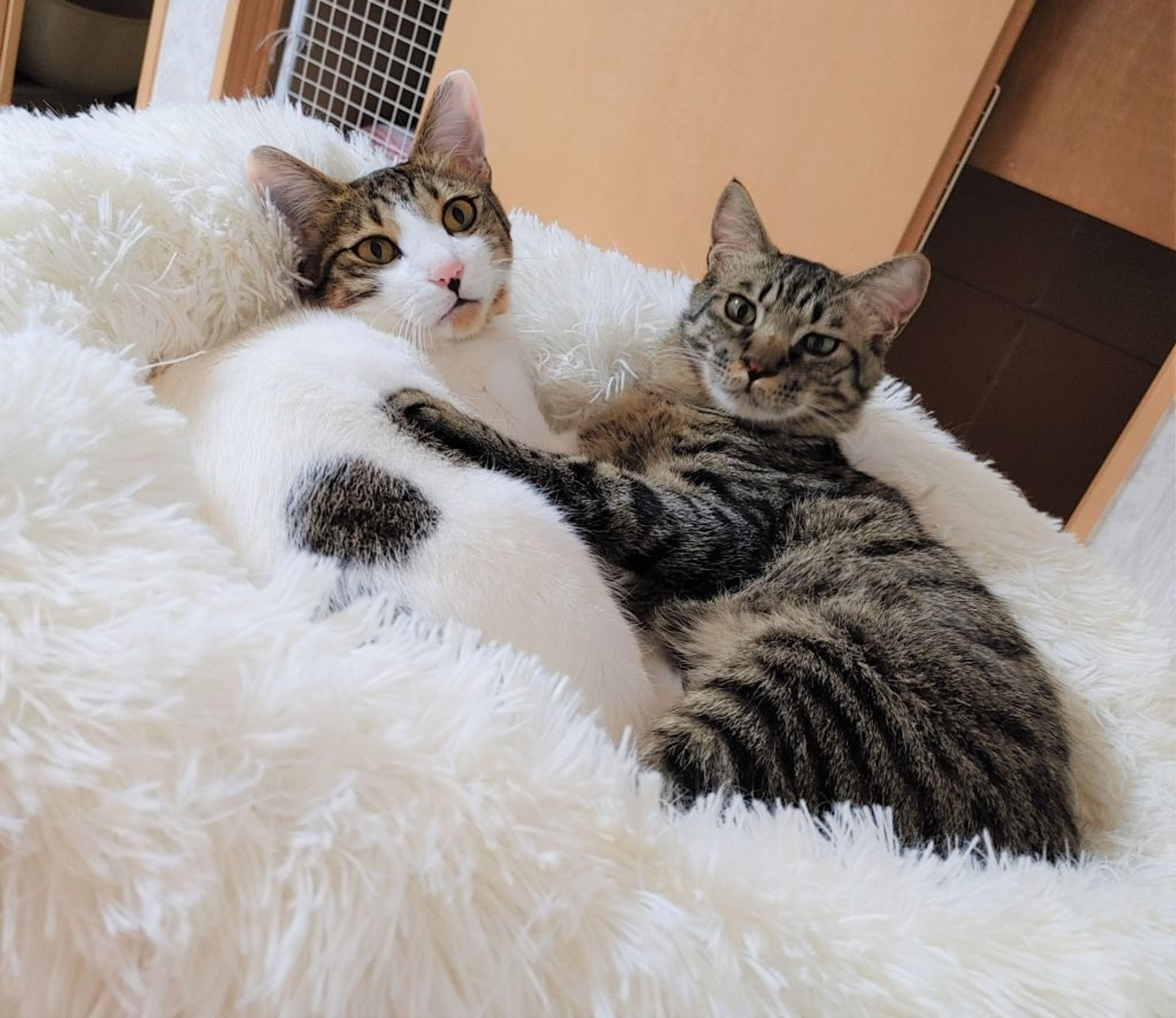 pet-image-9