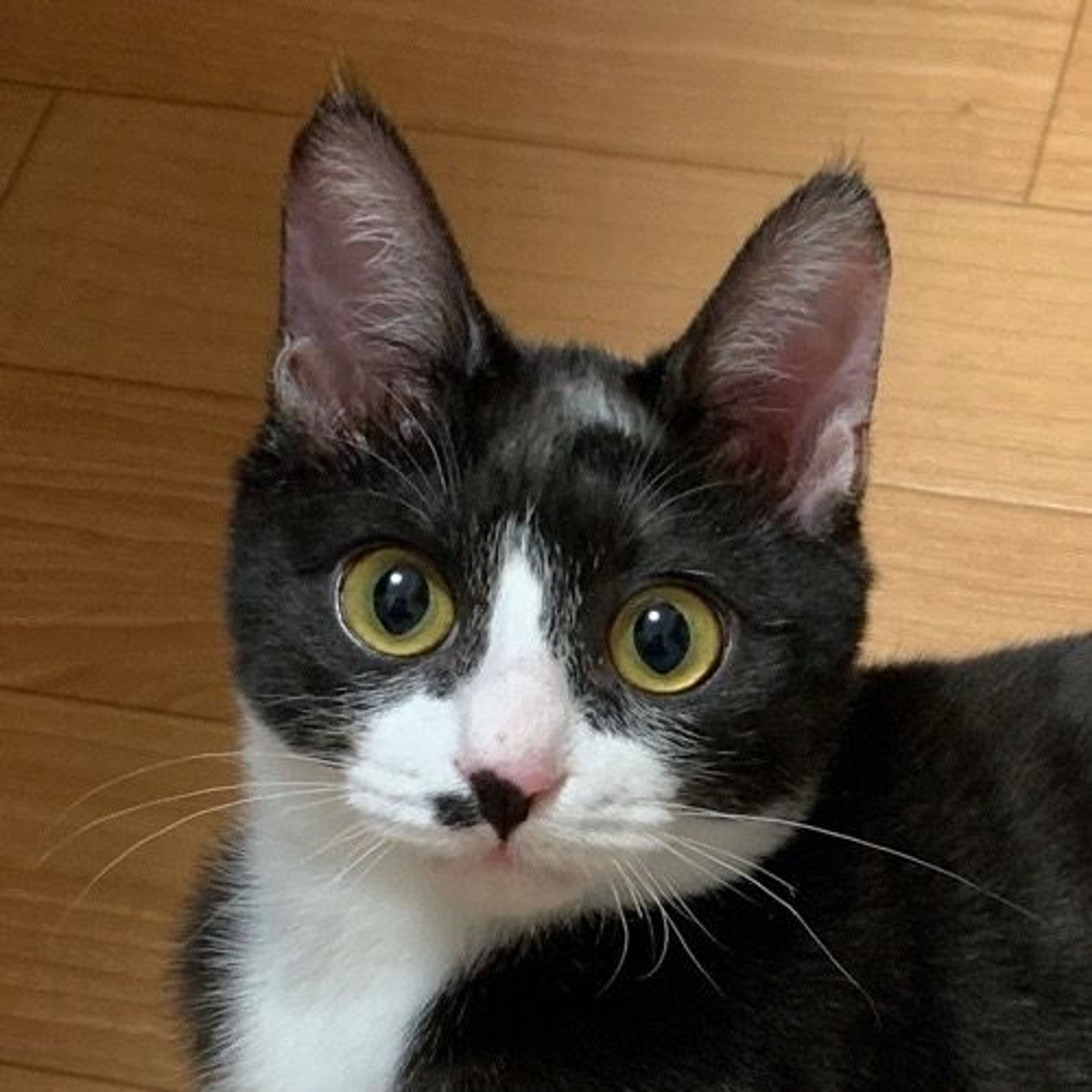 雑種（ミックス猫）・オスの里親募集の写真