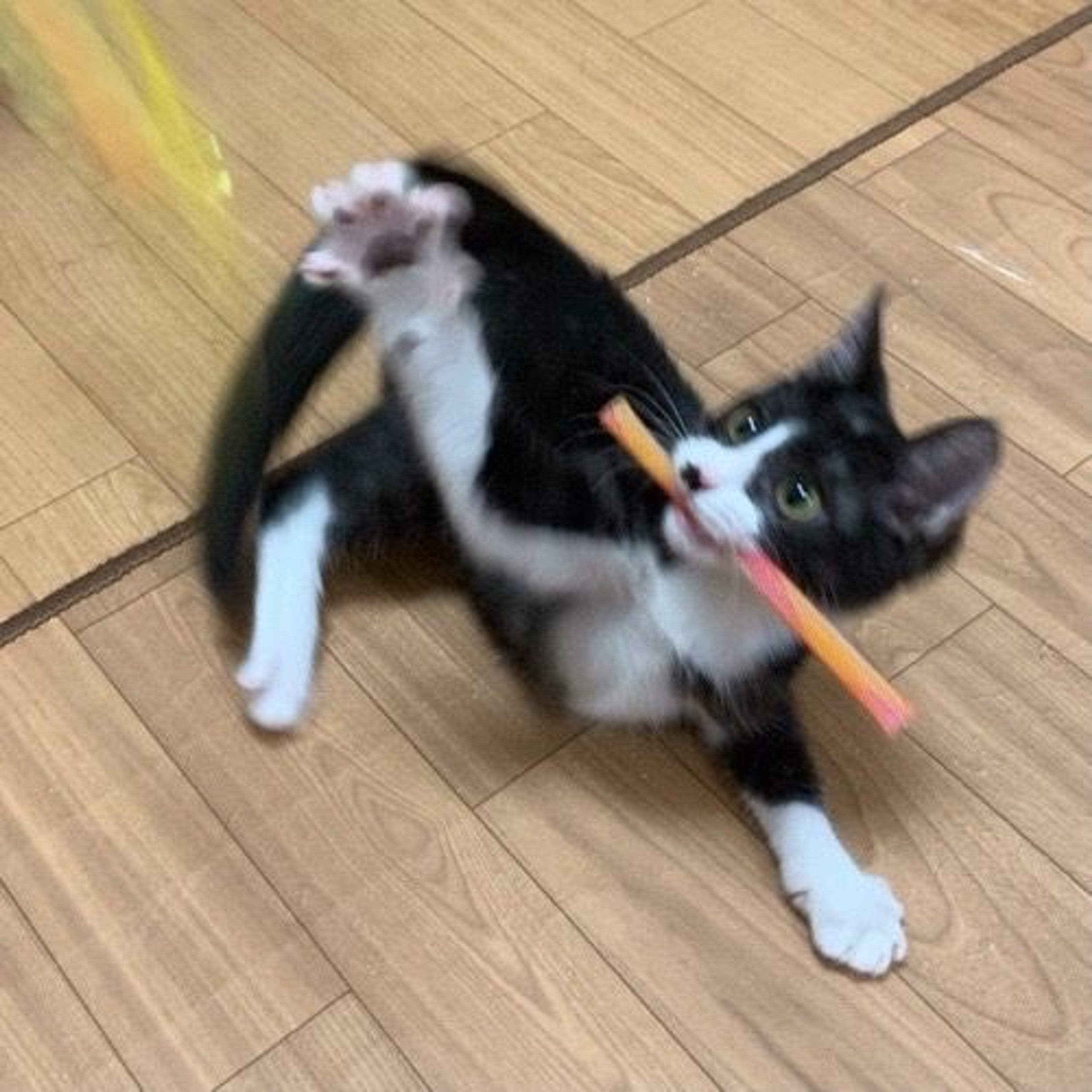 pet-image-3