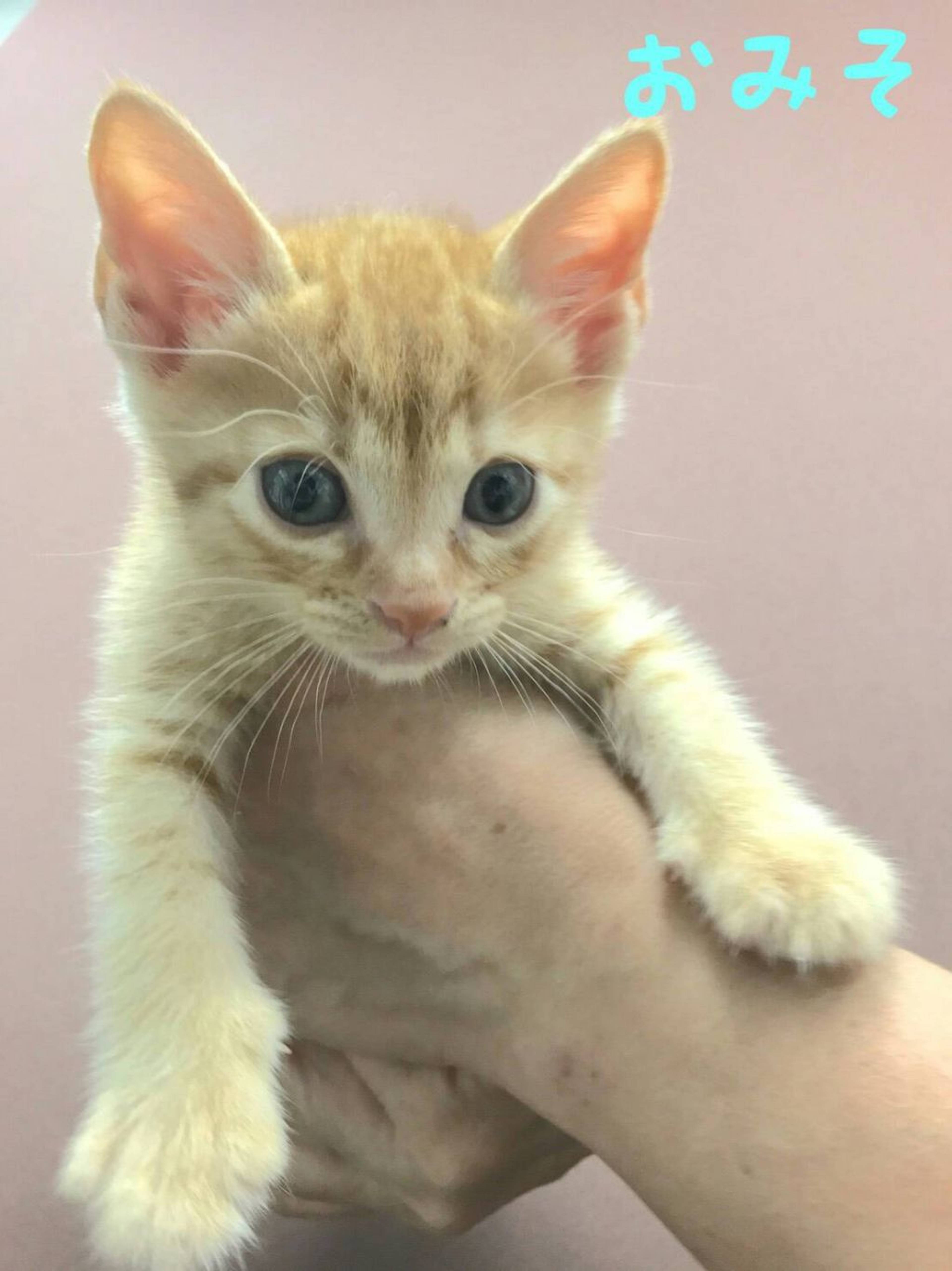 雑種（ミックス猫）・オスの里親募集の写真