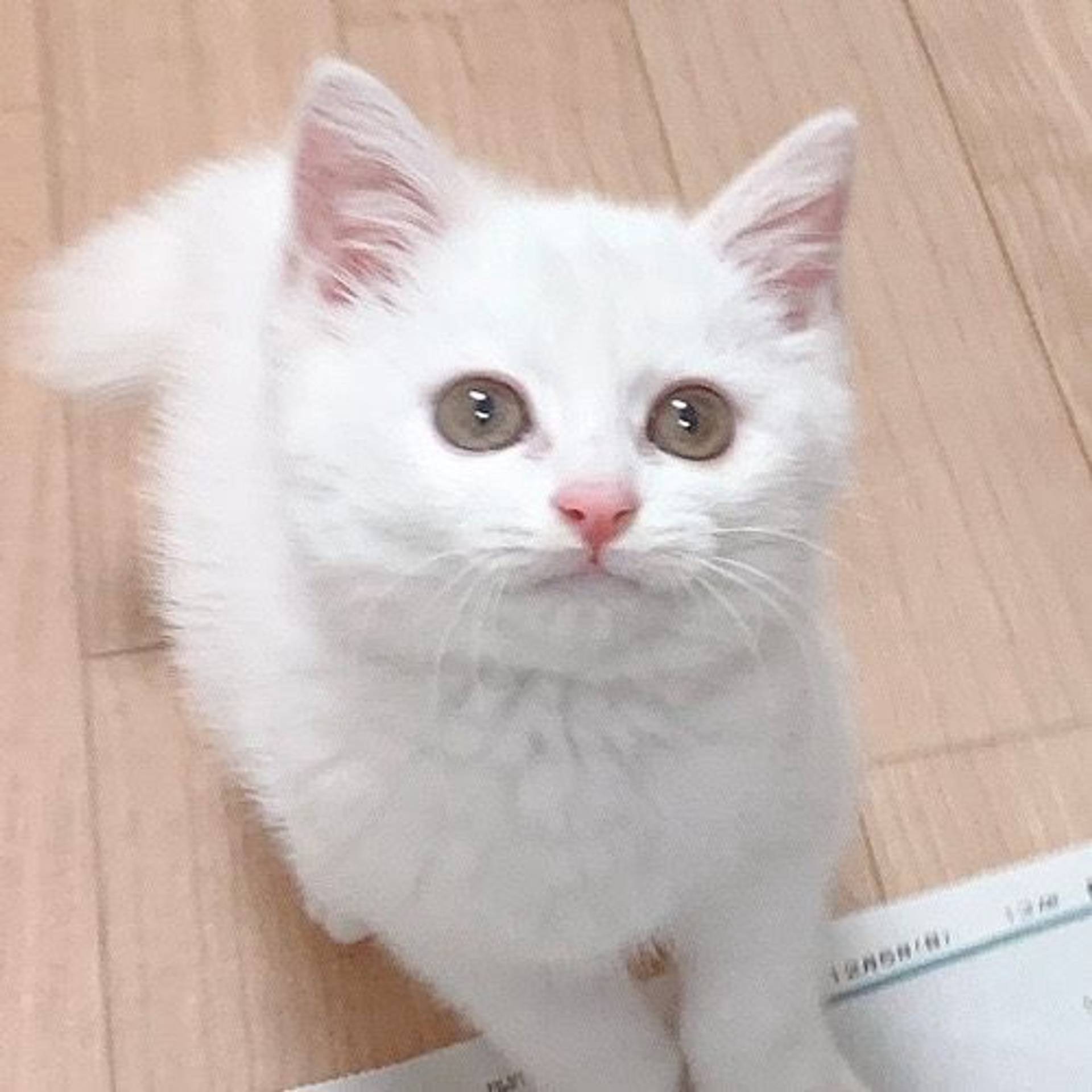 雑種（ミックス猫）・メスの里親募集の写真